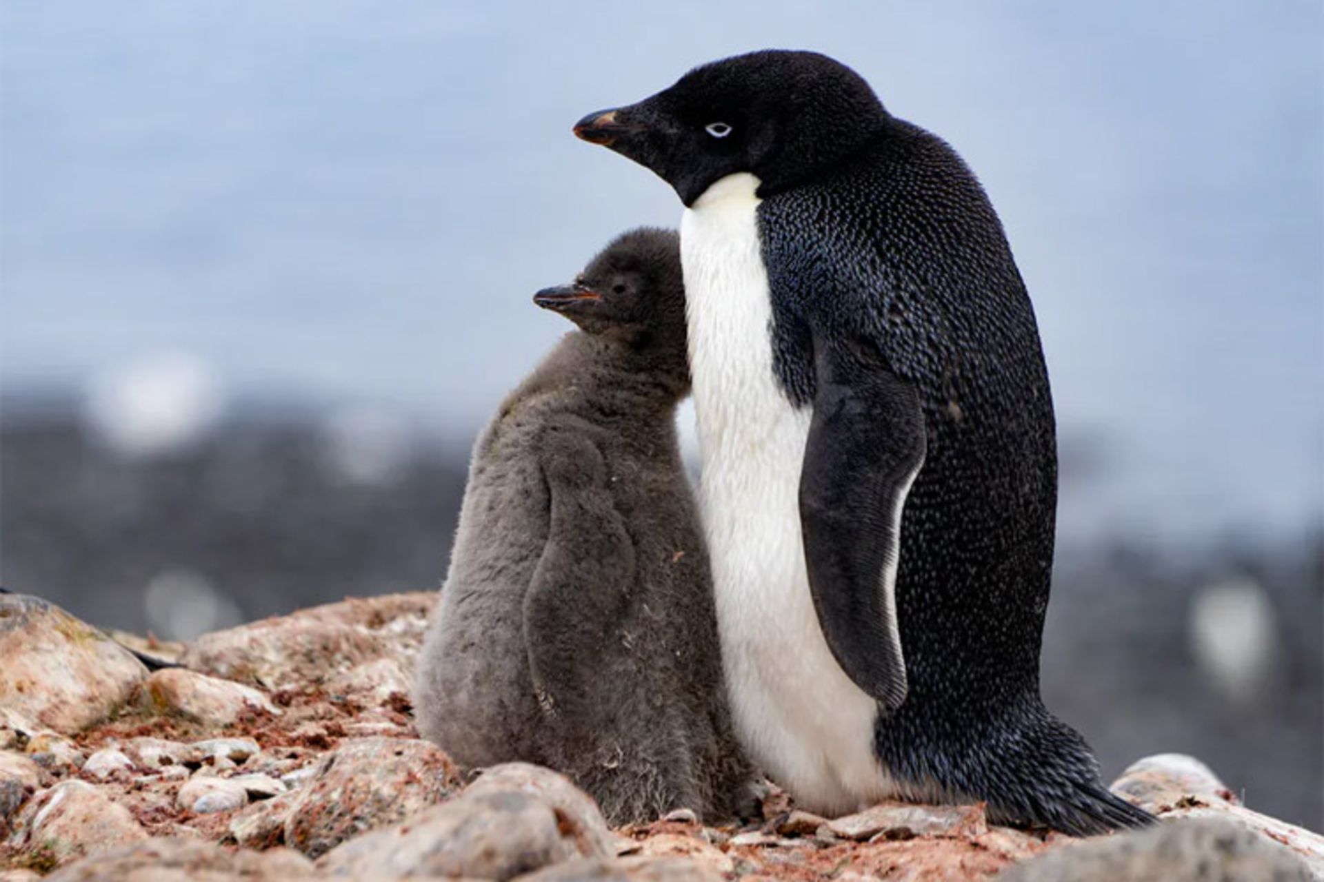 پنگوپن آدلی و جوجه اش