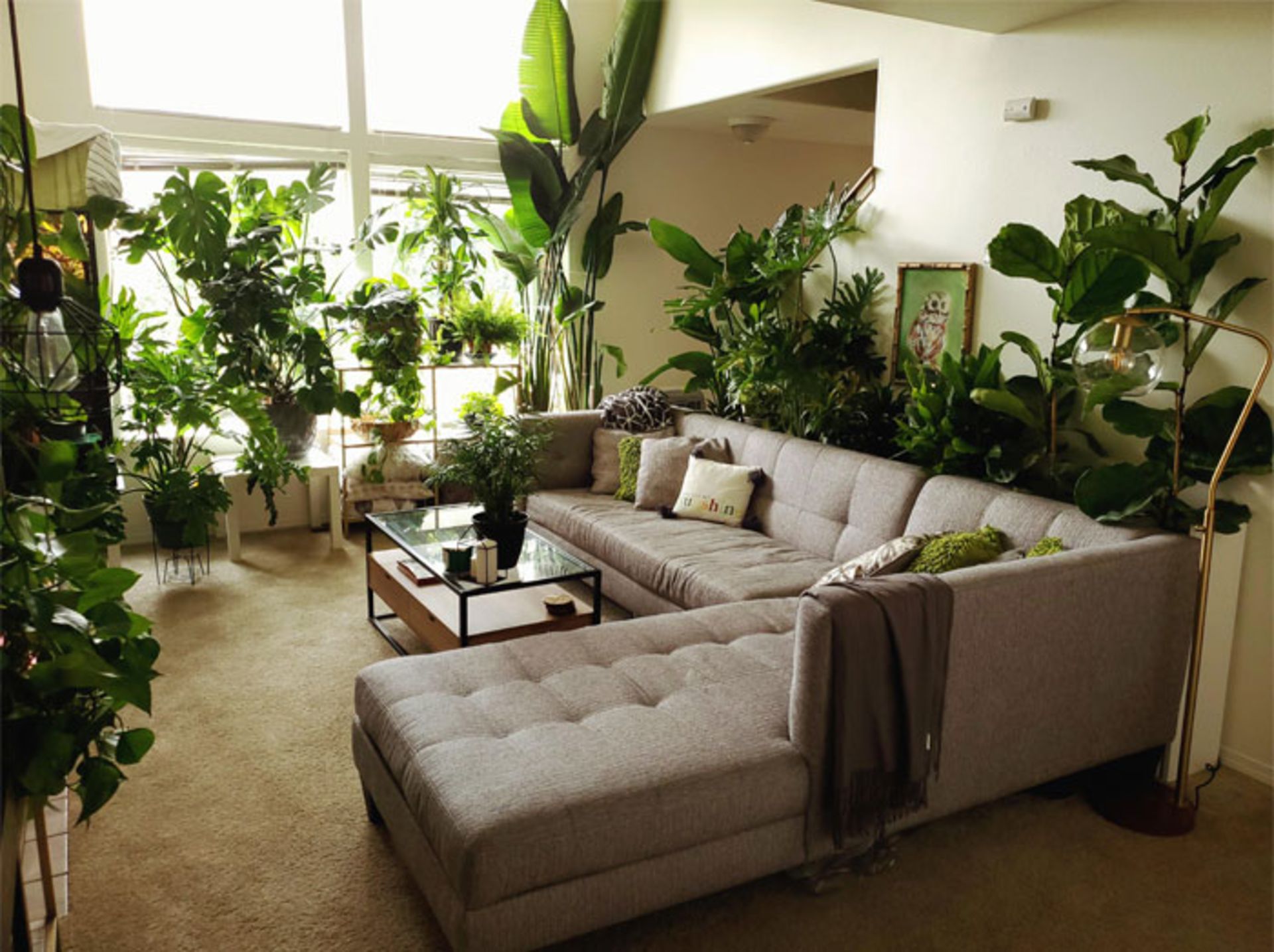 گیاهان خانگی