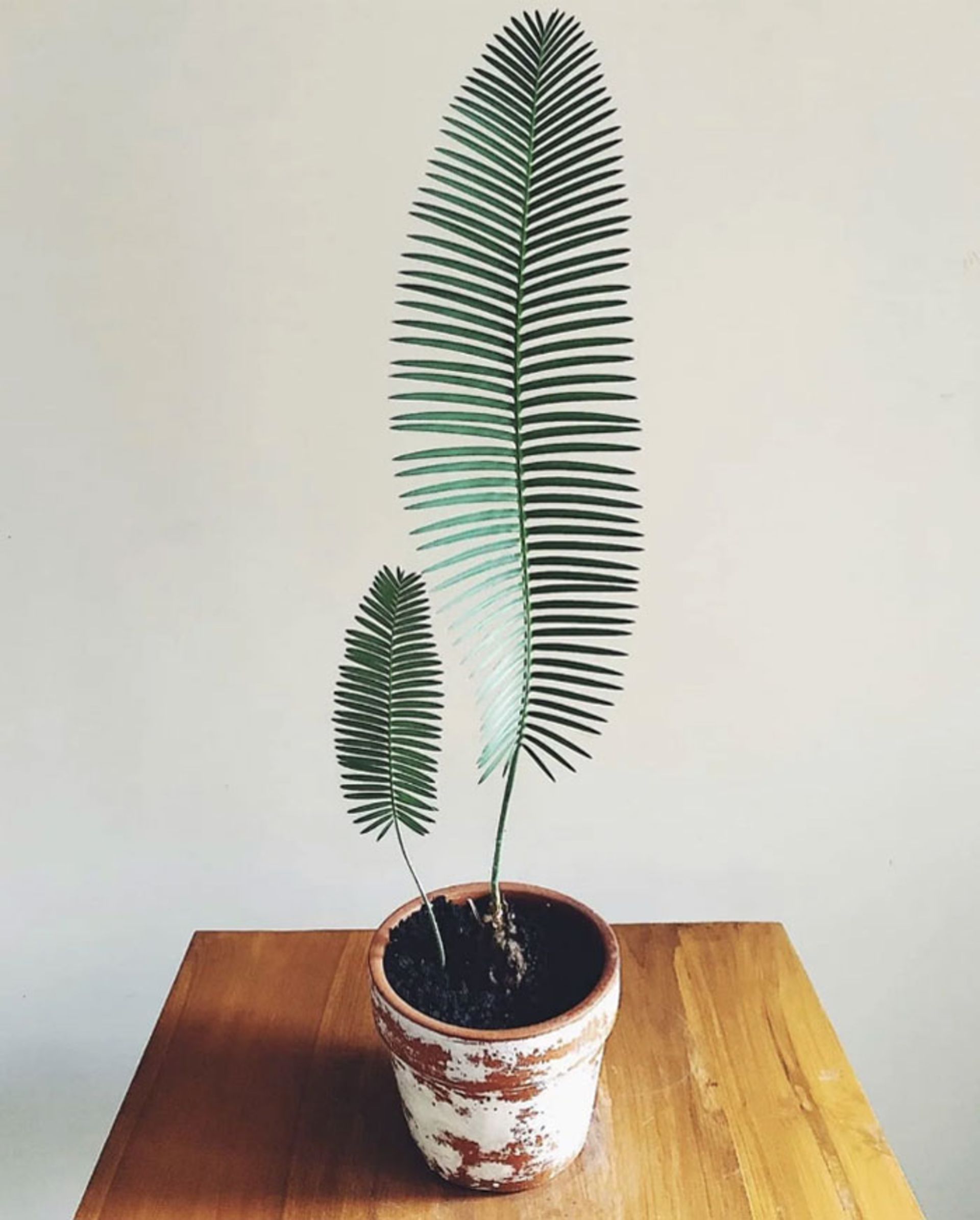 گیاهان خانگی