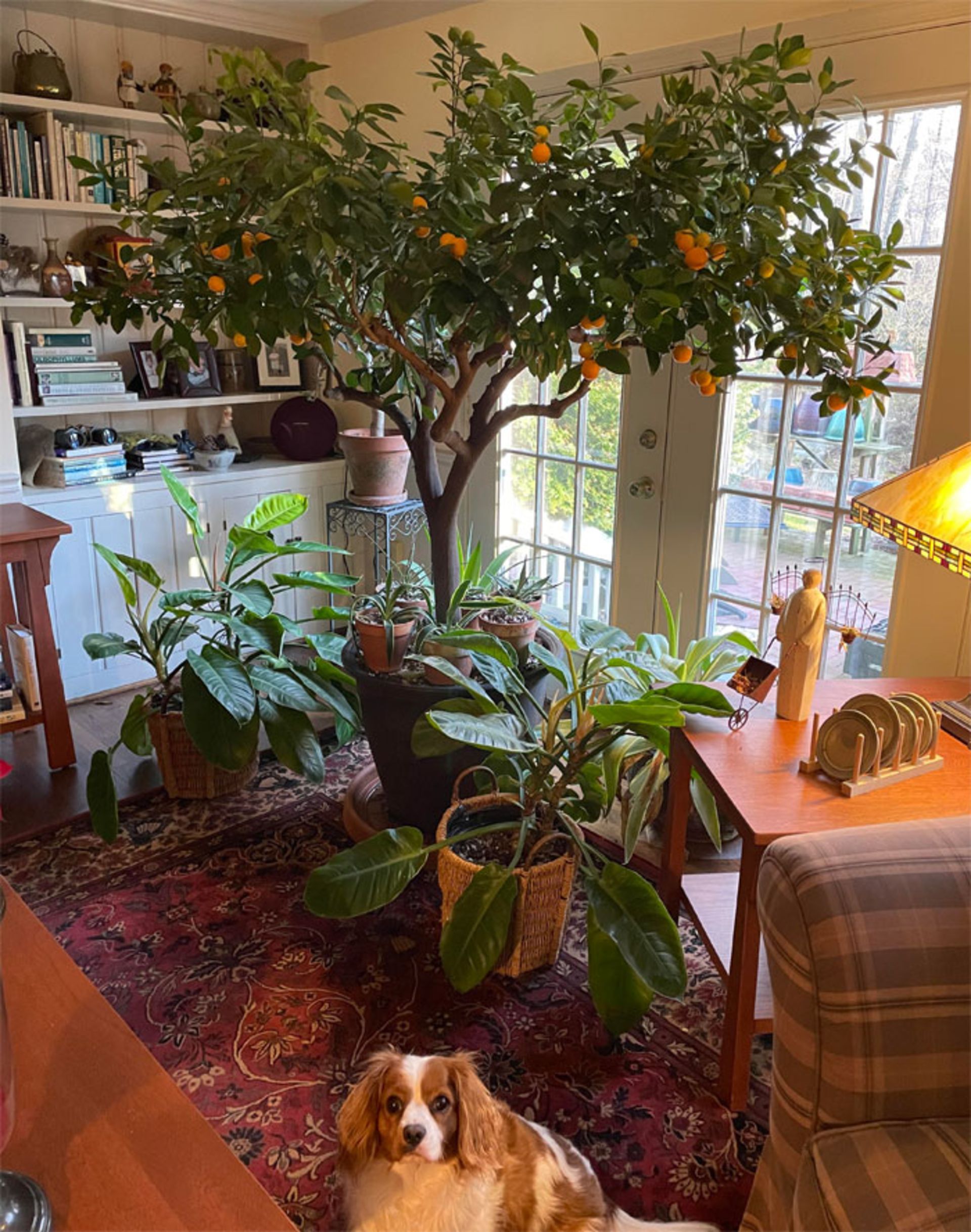 گیاهان خانگی