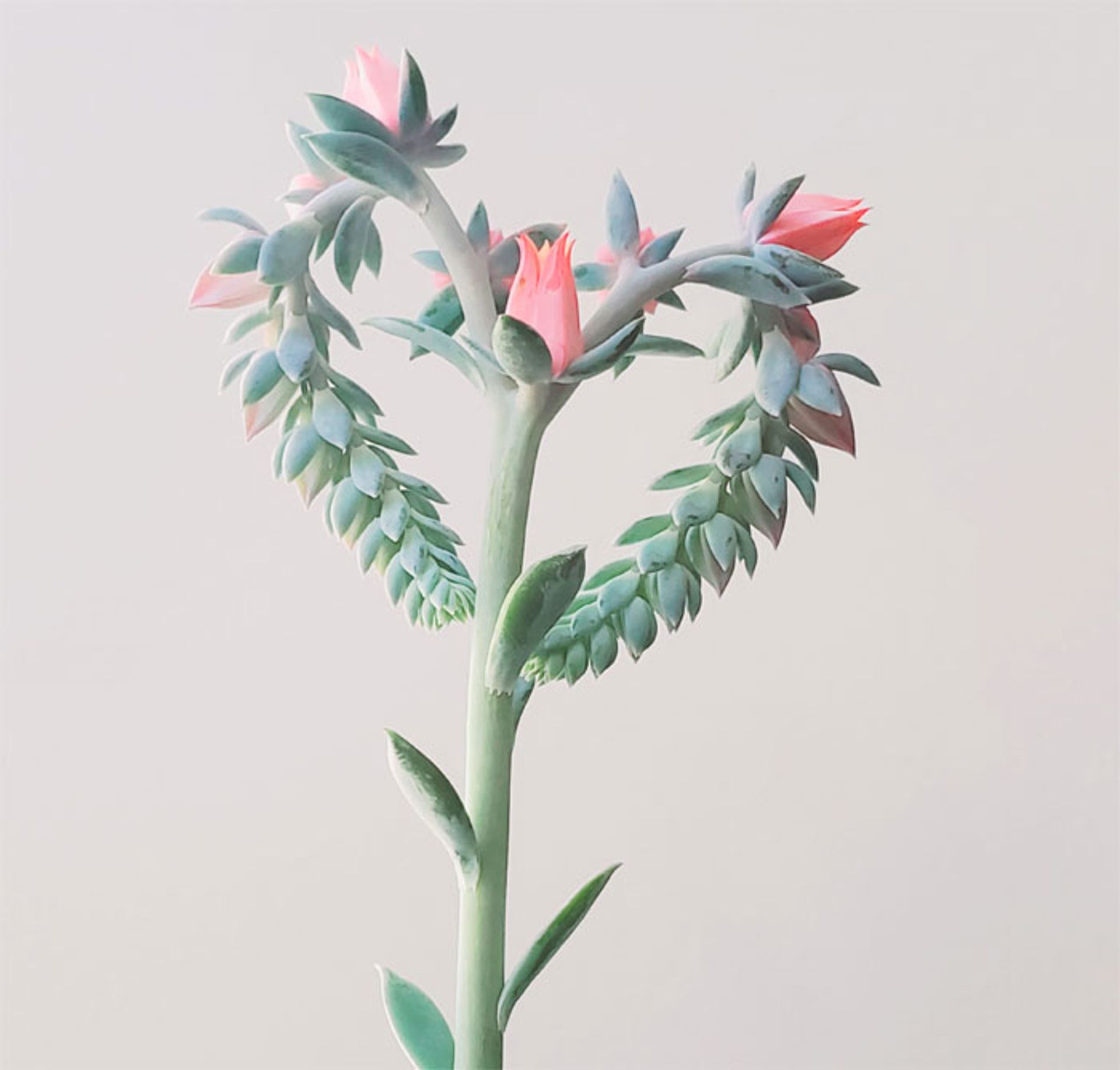 گیاهان خانگی