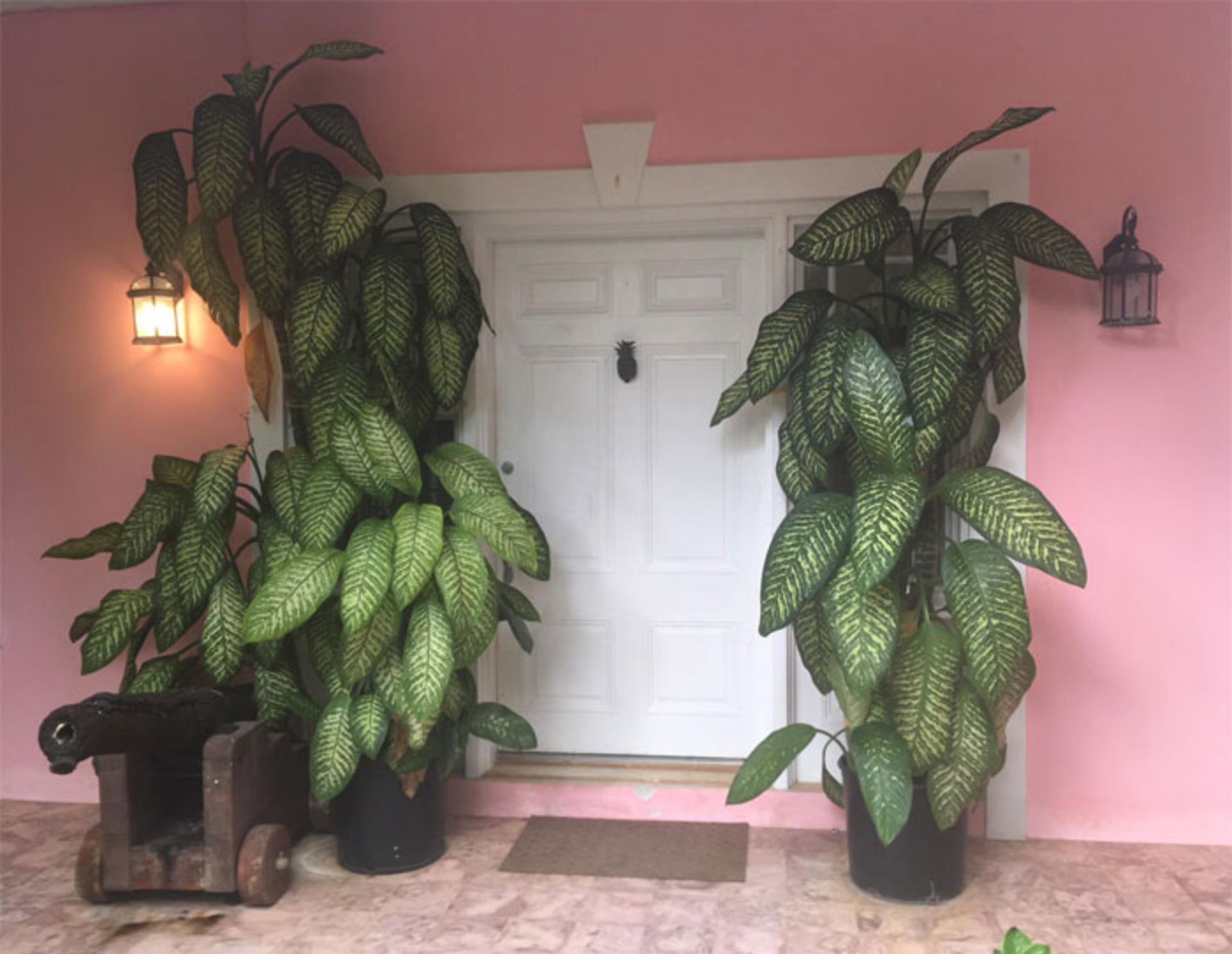 گیاهان خانگی