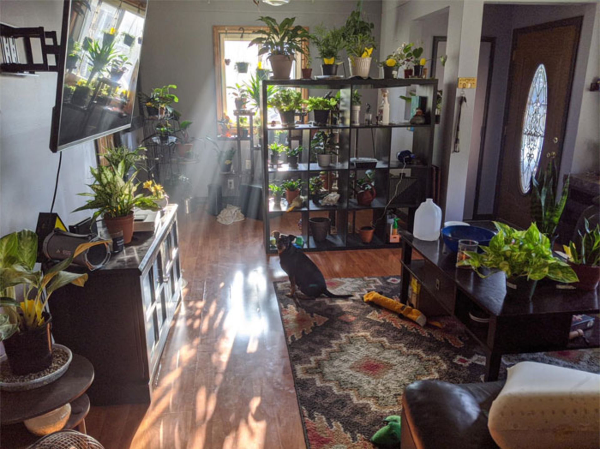 گیاهان خانگی