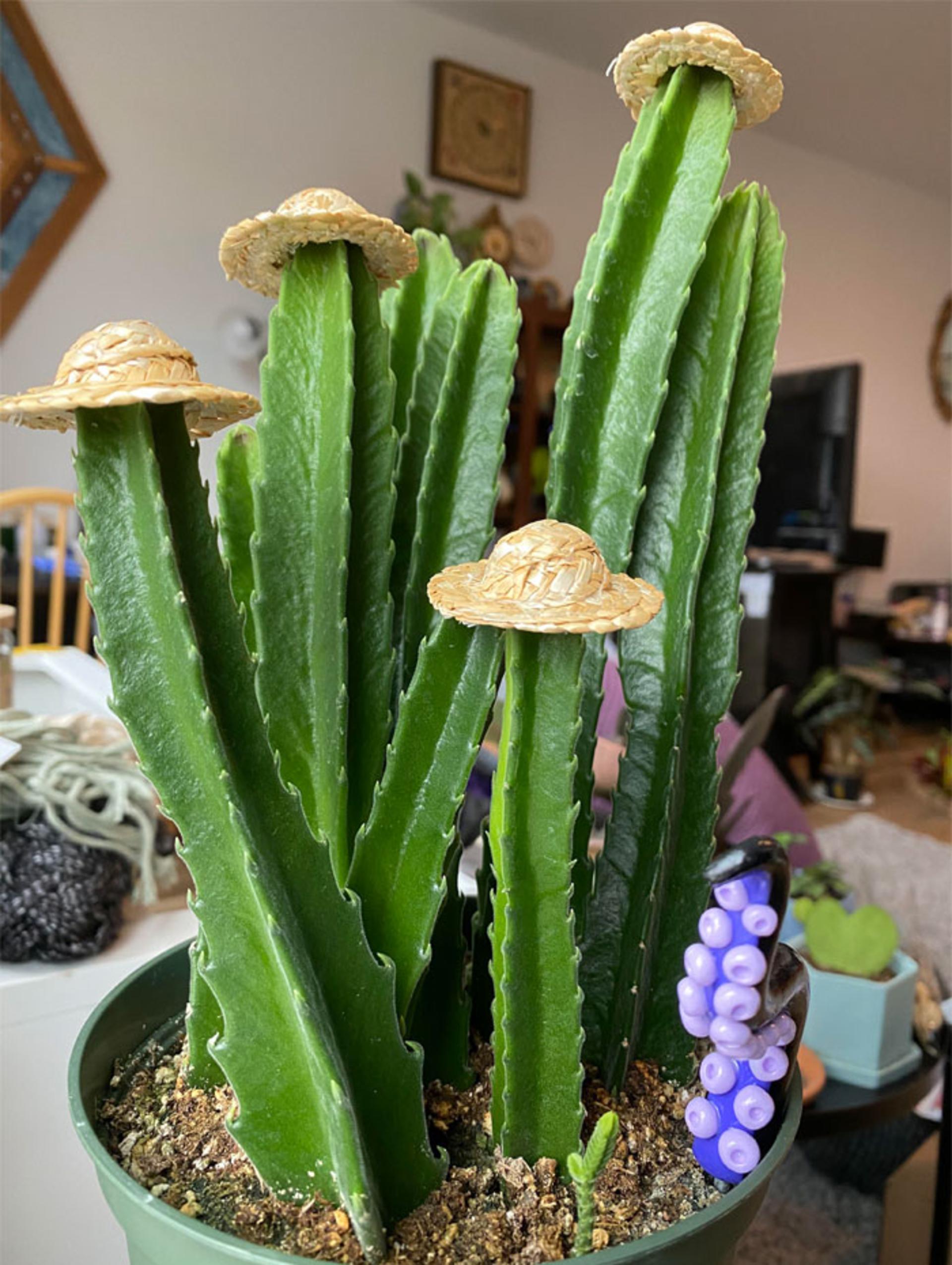 گیاهان خانگی