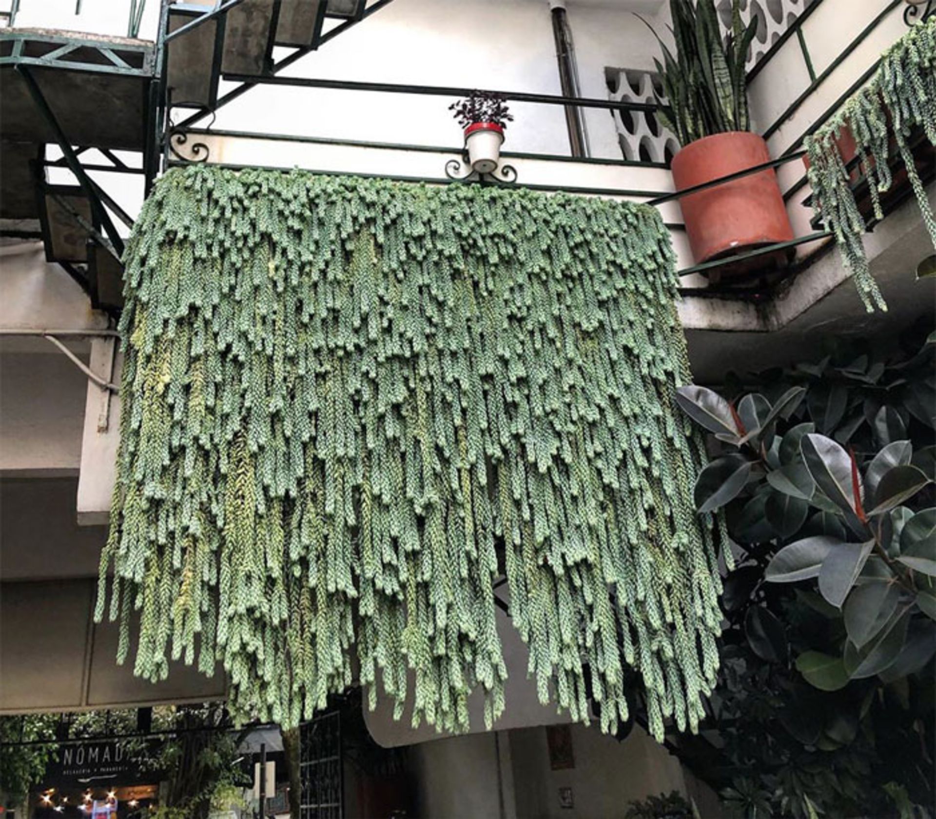 گیاهان خانگی