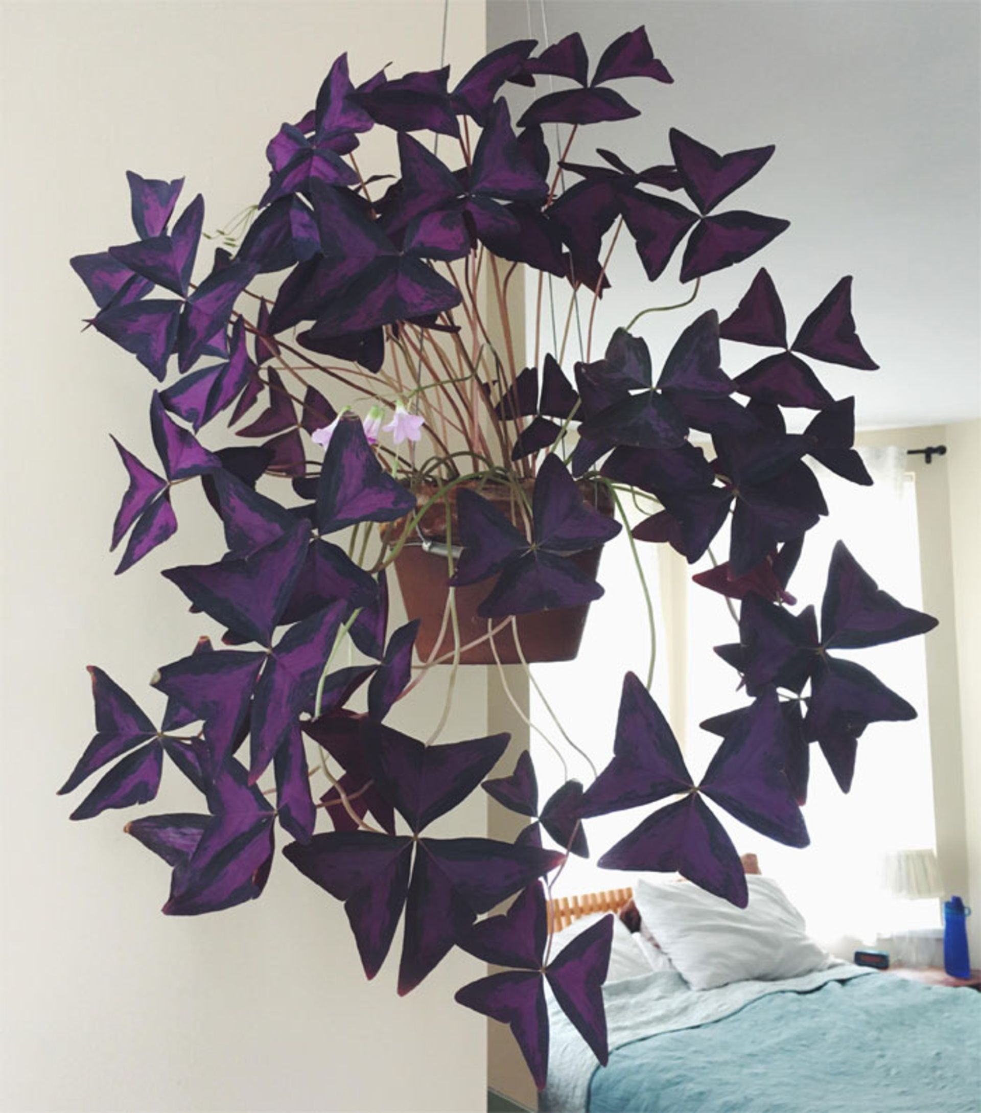 گیاهان خانگی