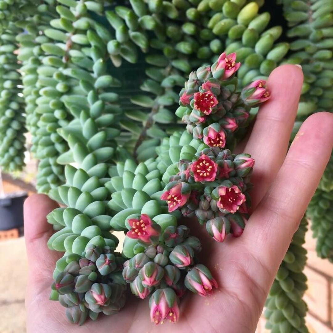 گیاهان خانگی
