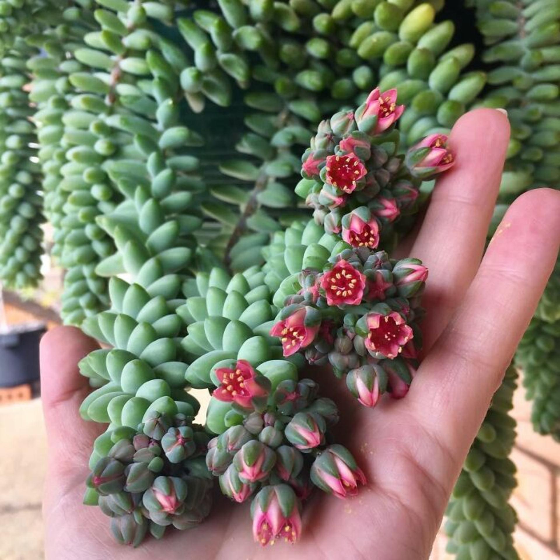 گیاهان خانگی