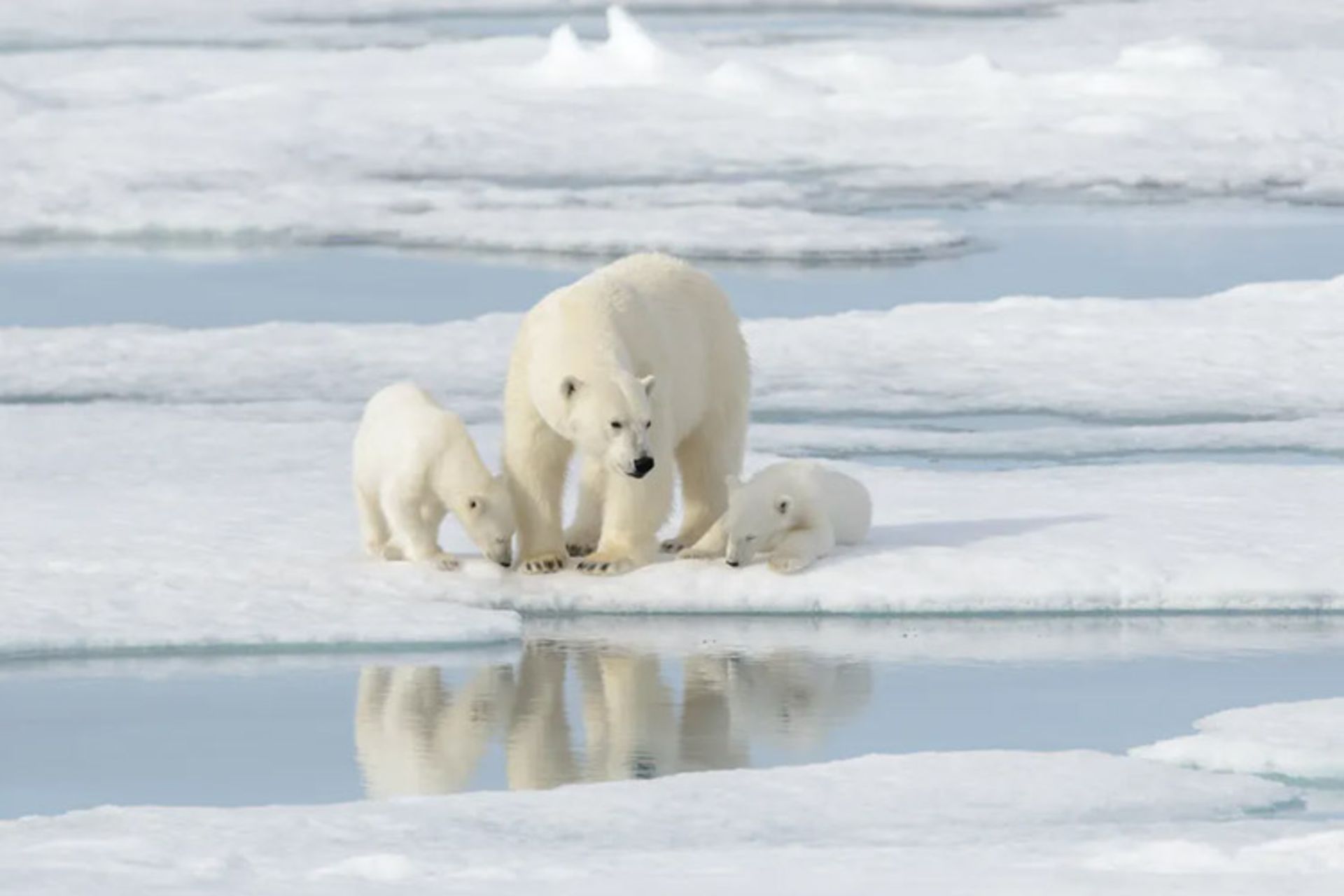 خرس قطبی و توله هایش در قطب شمال