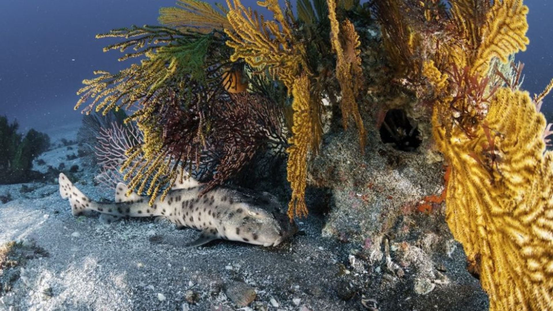 a carpetshark