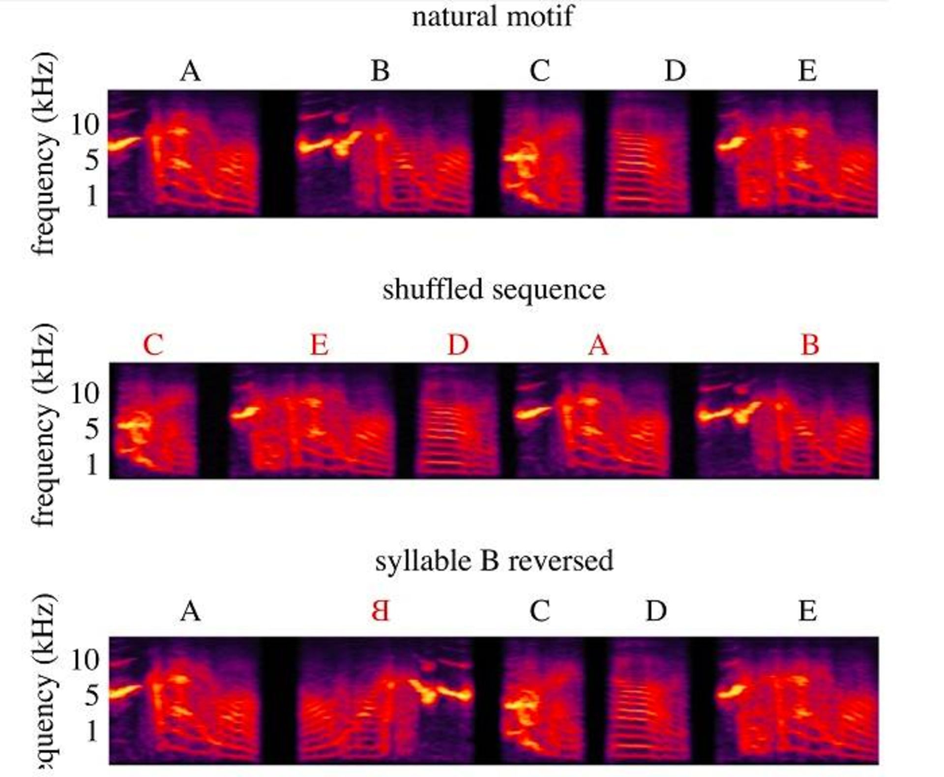 صدای ضبط شده پرندگان / spectrogram of bird song