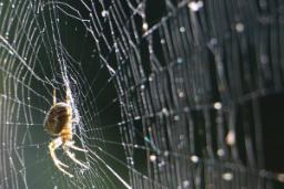 چگونه ابریشم عنکبوت روزی به درمان سرطان کمک خواهد کرد؟