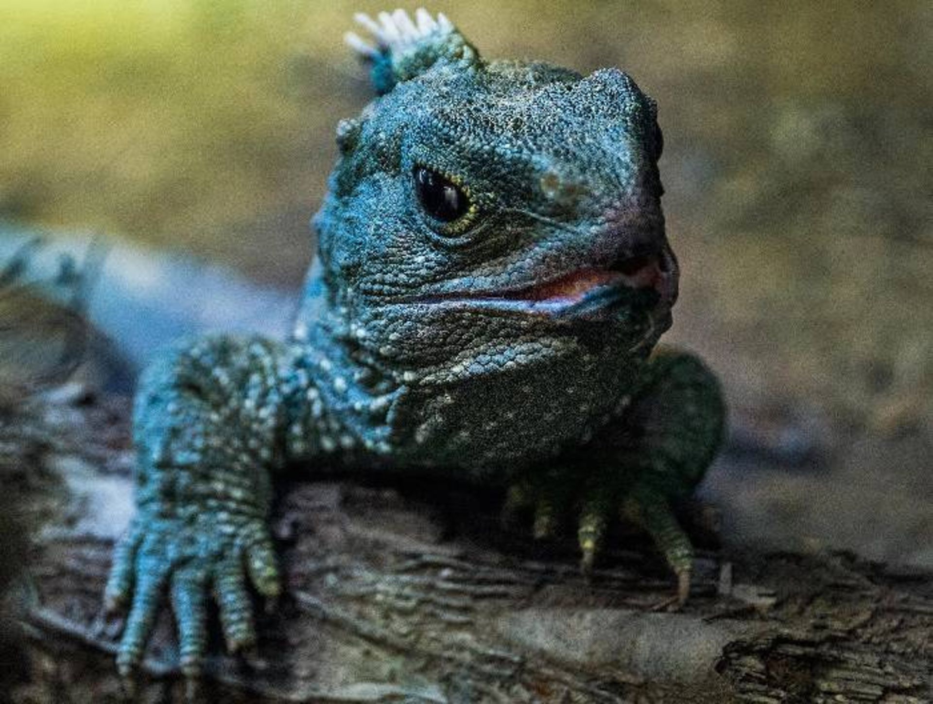 سوسمار پل دماغی نیوزیلند / tuatara