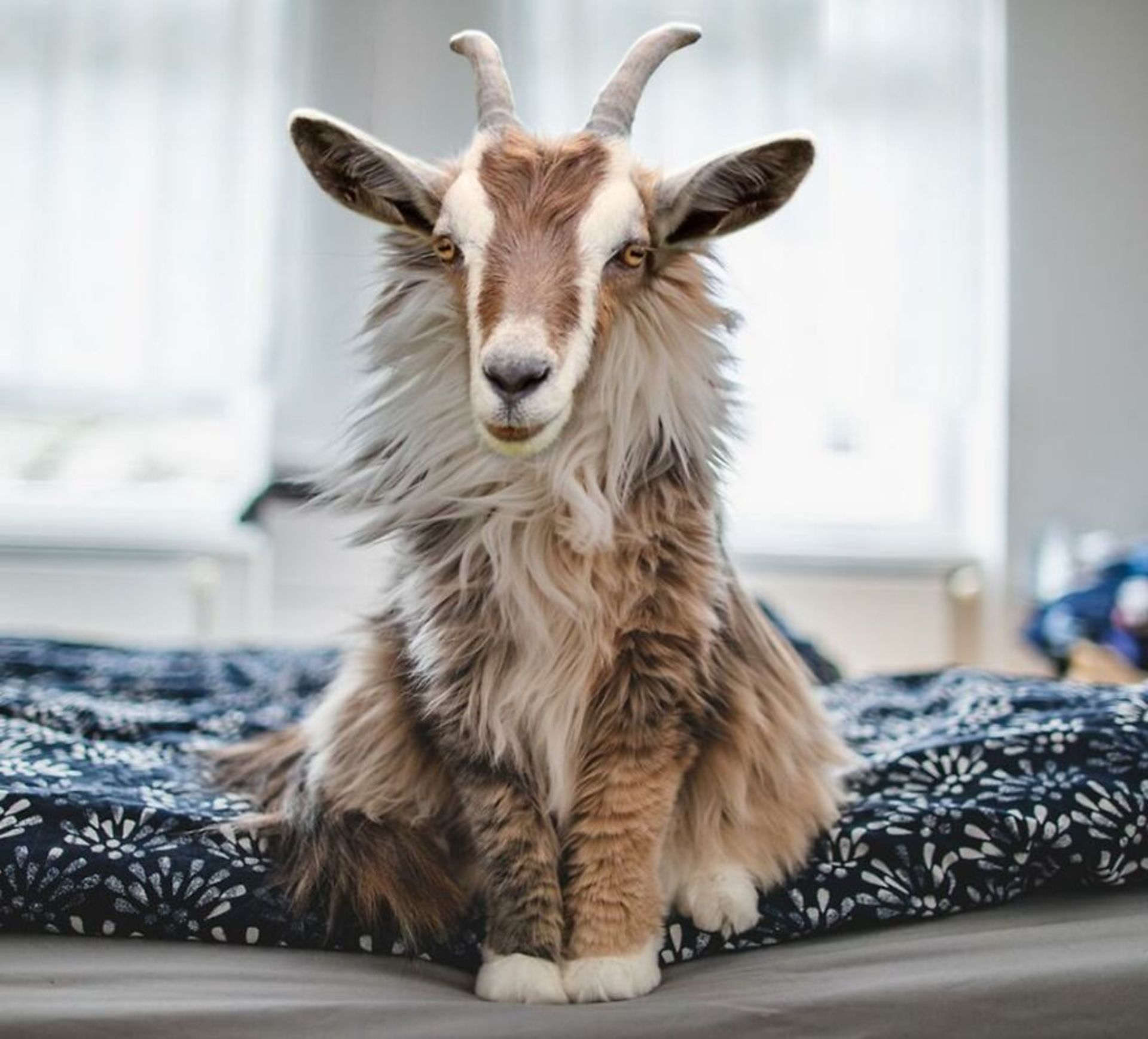 حیوانات هیبریدی