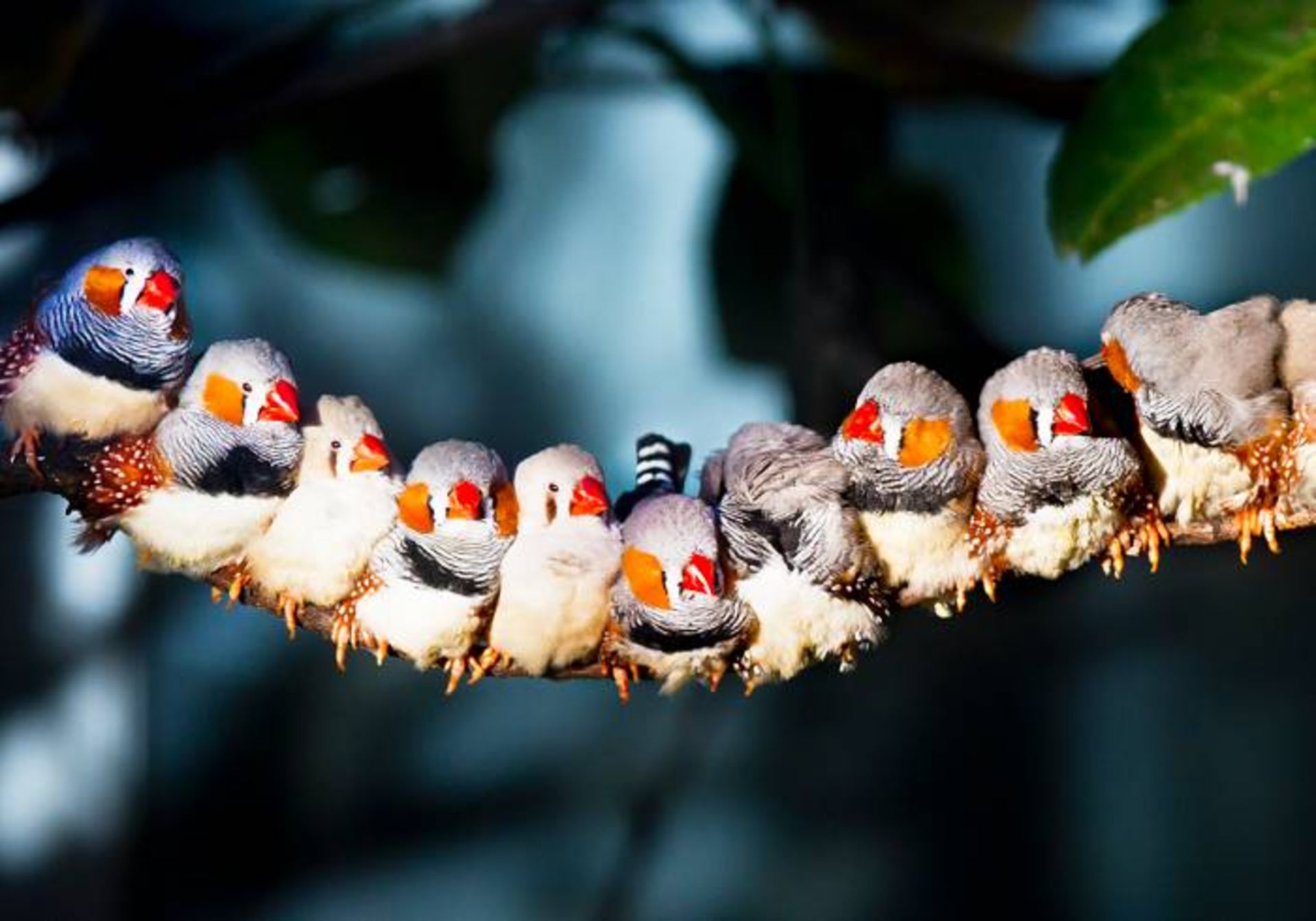 فنچ‌ های راه‌ راه / zebra finches