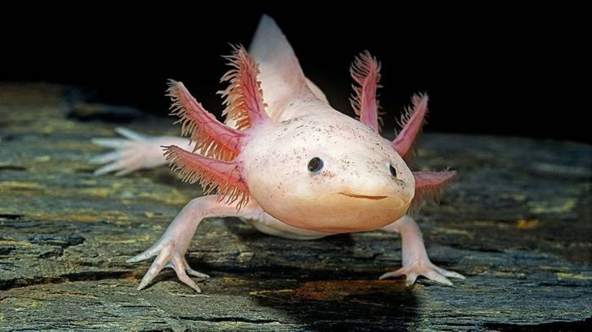 سمندر مکزیکی / Axolotl