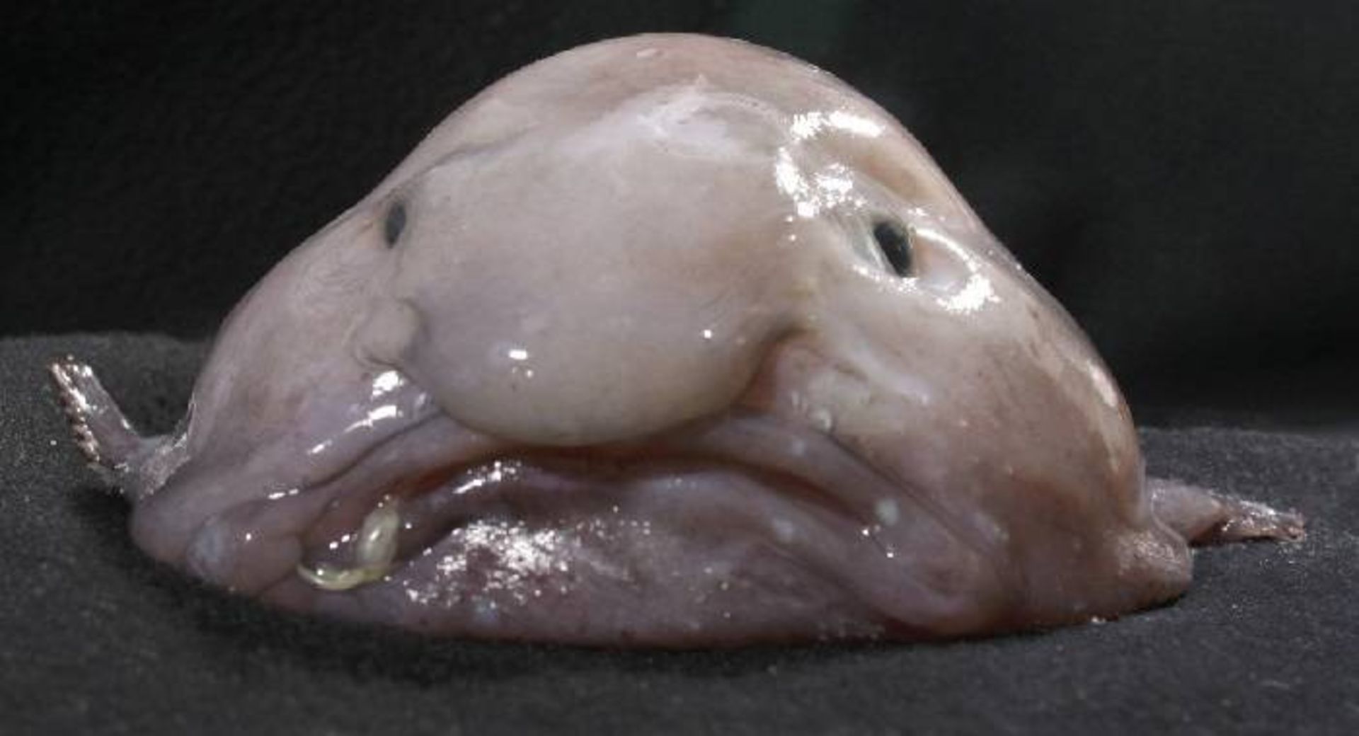 حباب ماهی / blobfish