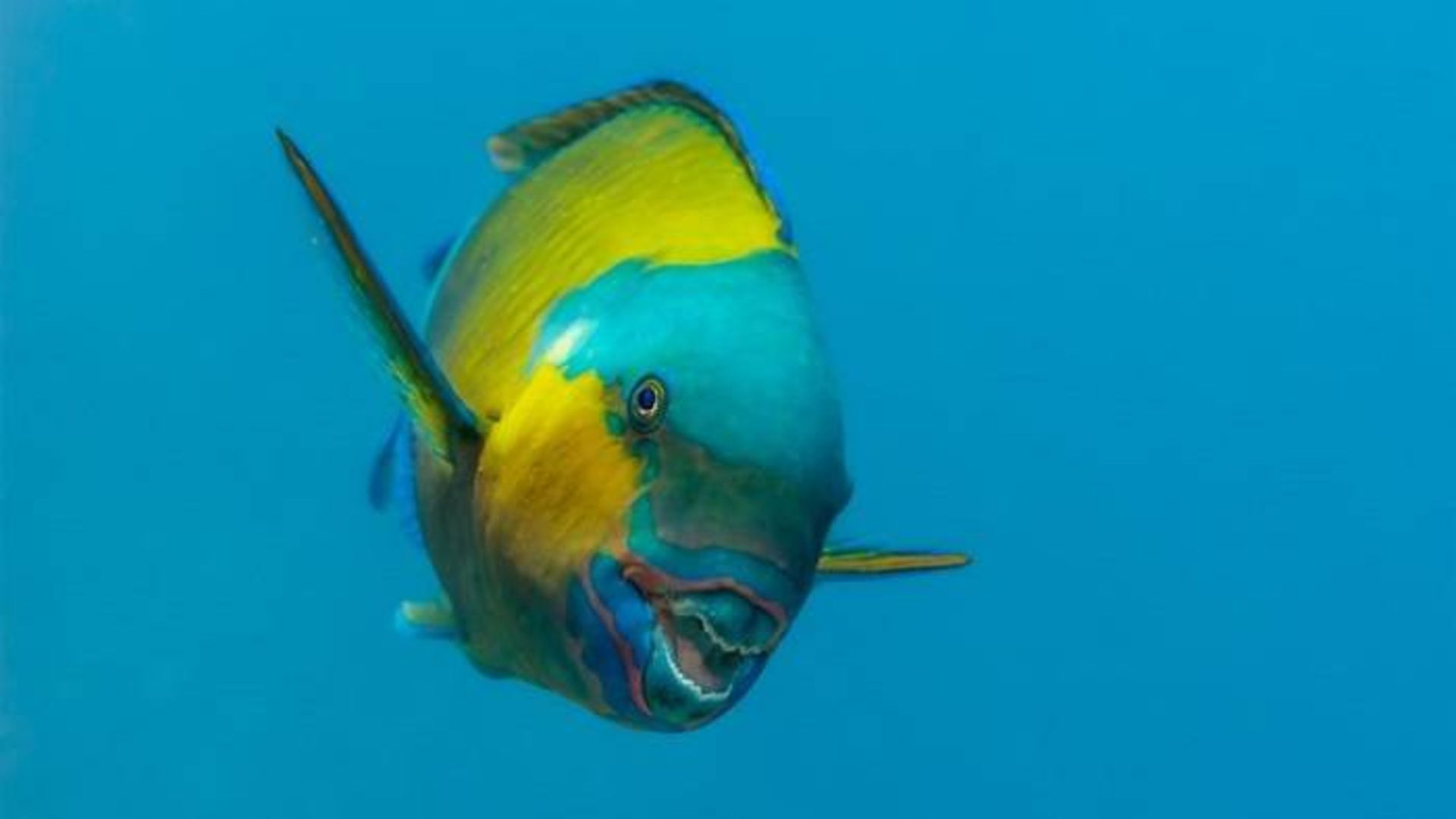 طوطی ماهی / Chlorurus sordidus