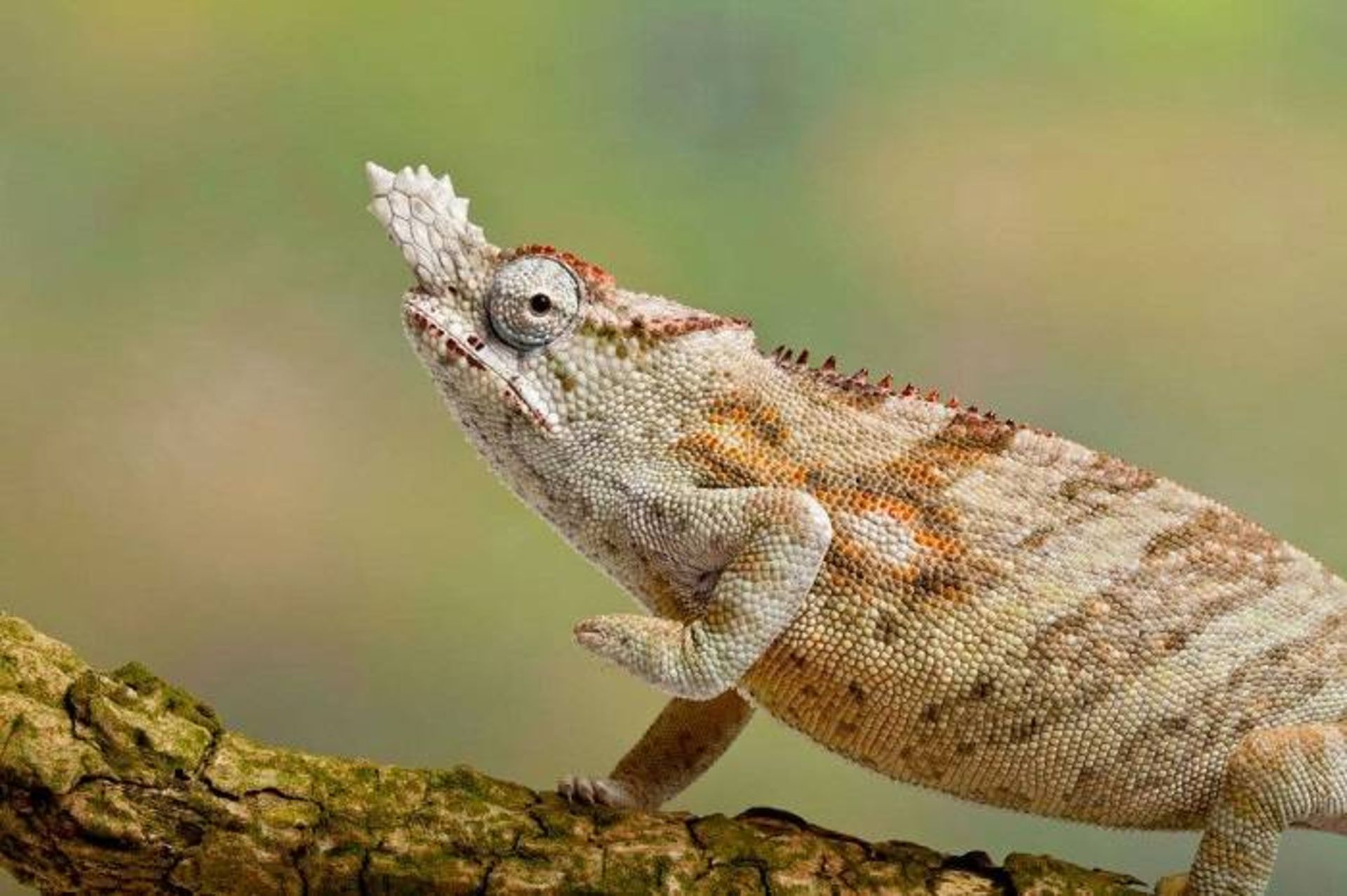 آفتاب‌ پرست کوچک ماداگاسکار / lesser chameleon 