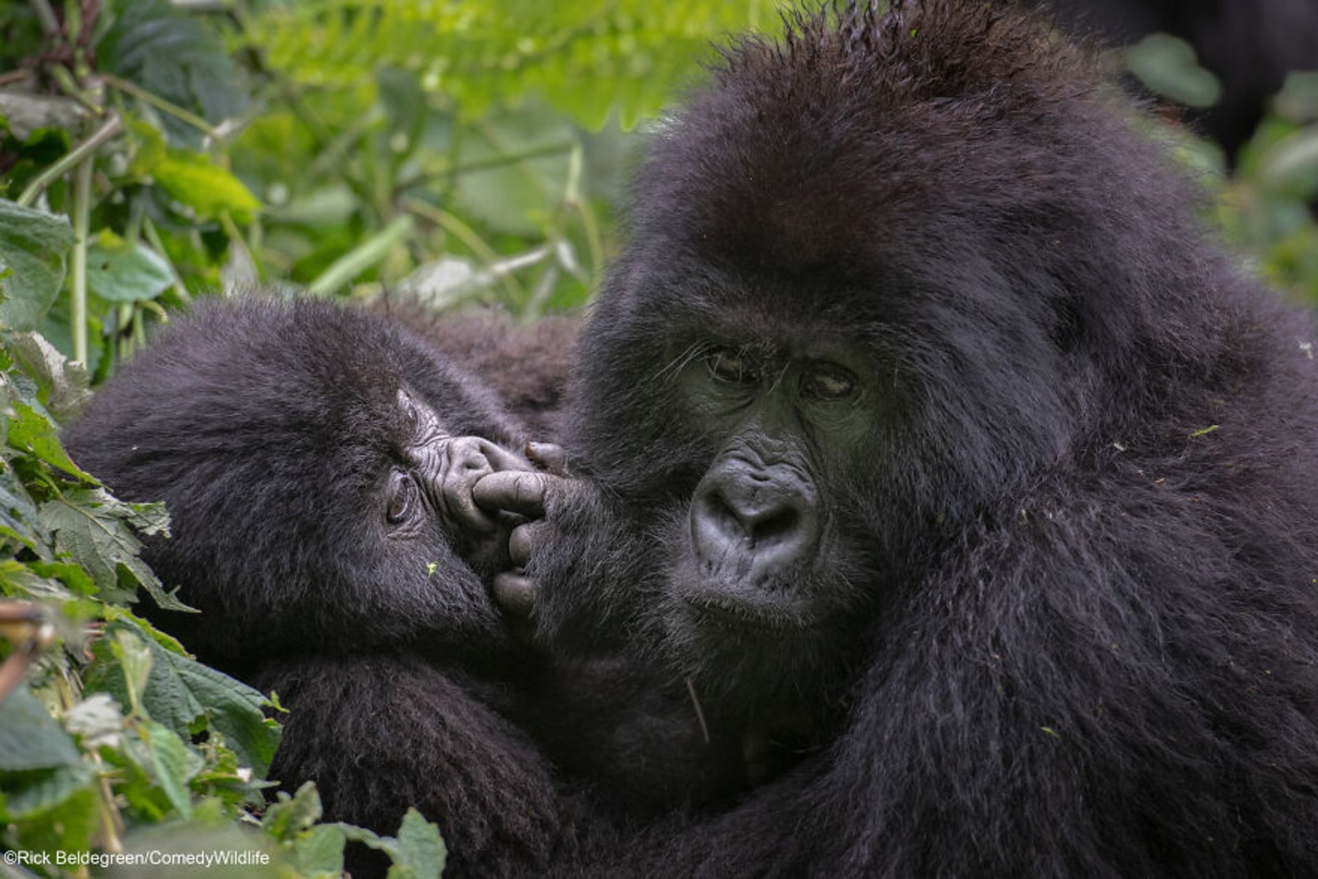 حیات وحش کمدی ۲۰۲۱