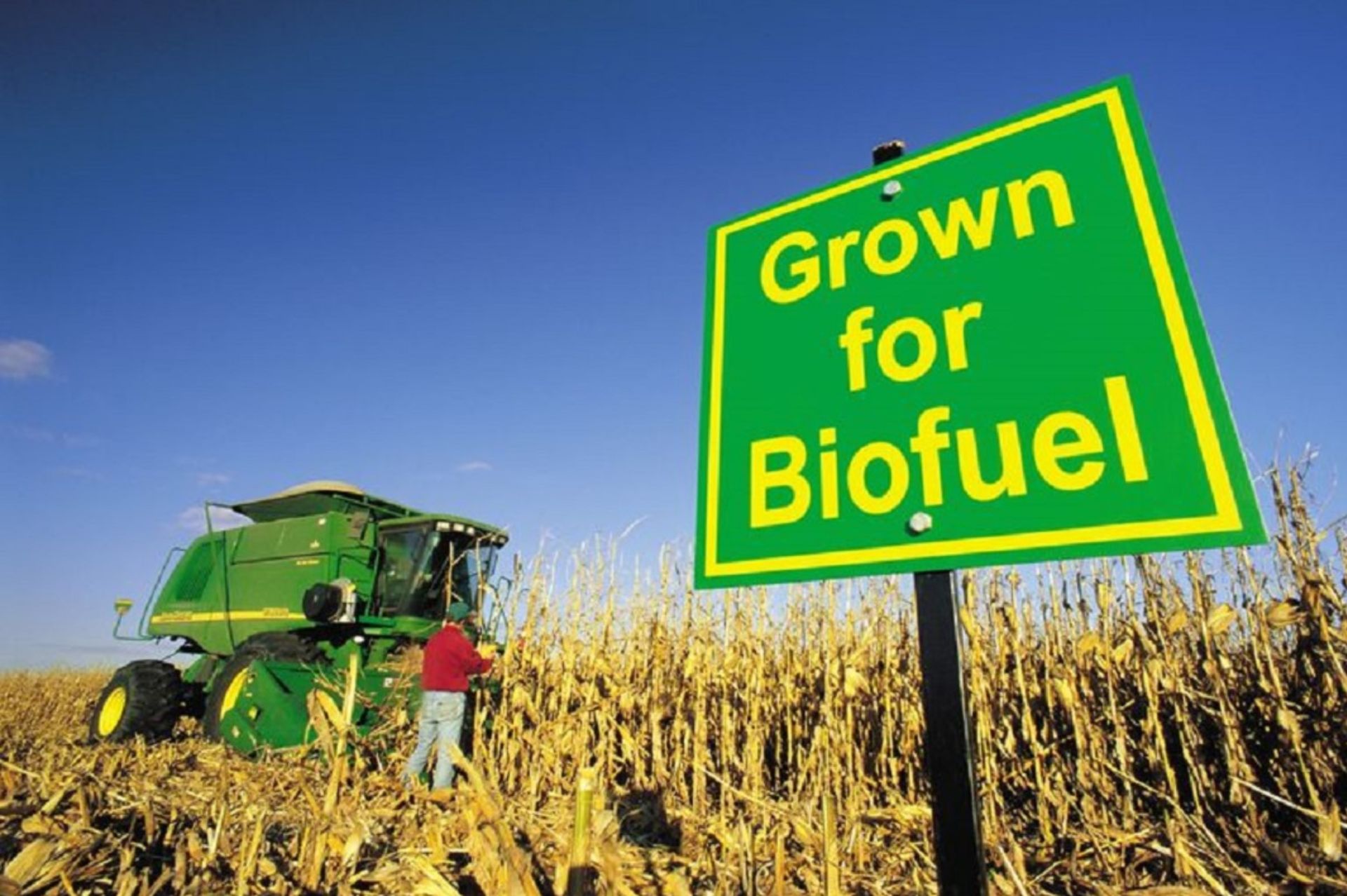 مزرعه سوخت زیستی biofuel ذرت