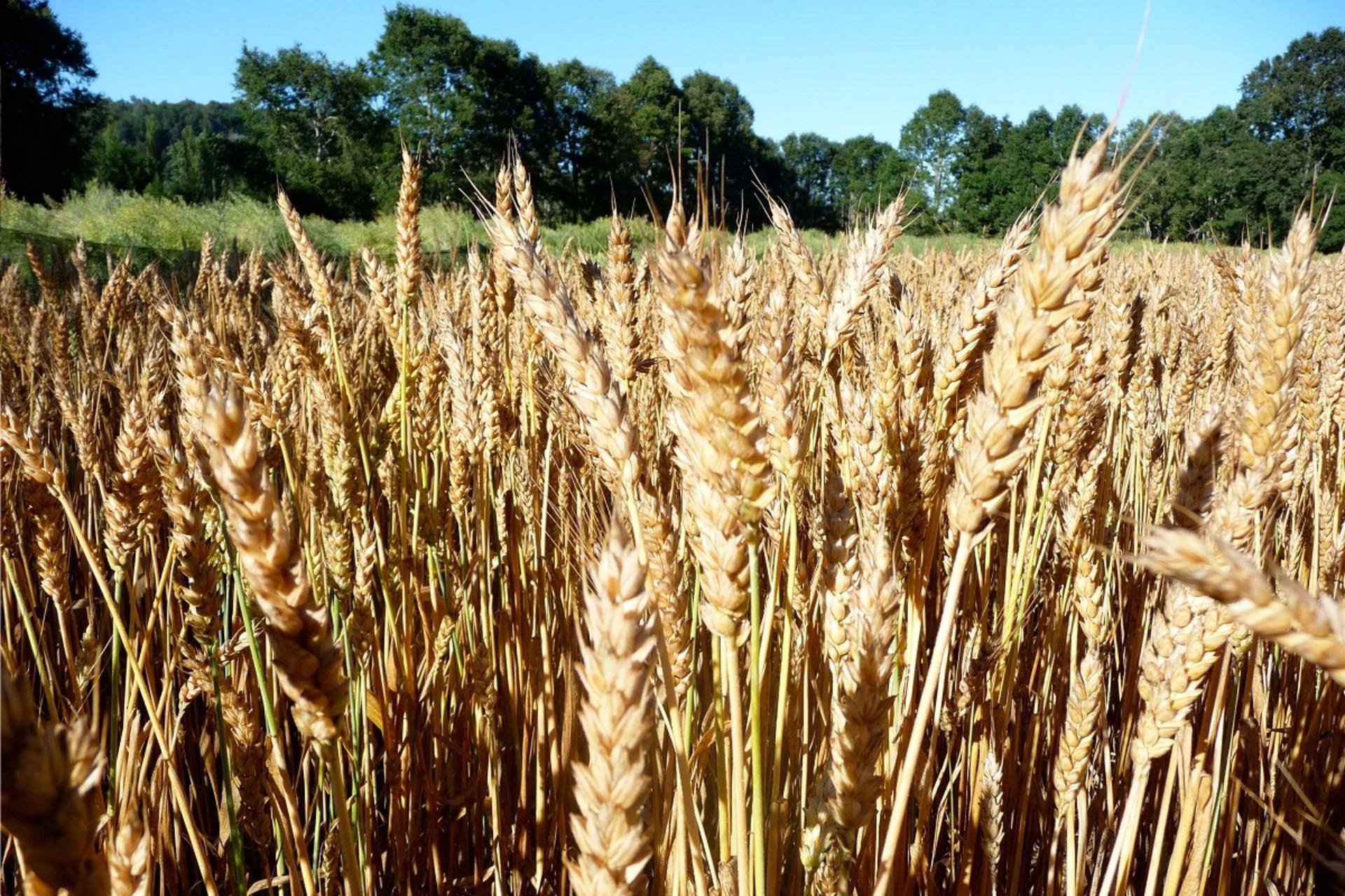 ارائه فرضیه‌ای جدید بر چگونگی آغاز نخستین تمدن‌های بشری