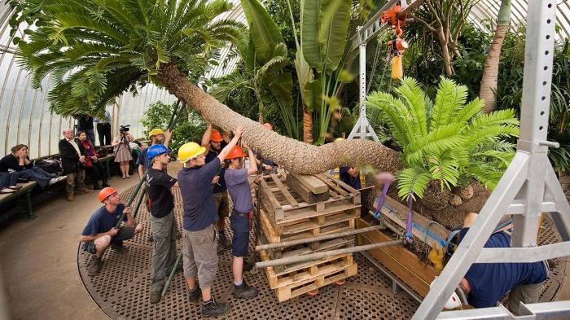  سرخس نخلی / cycad