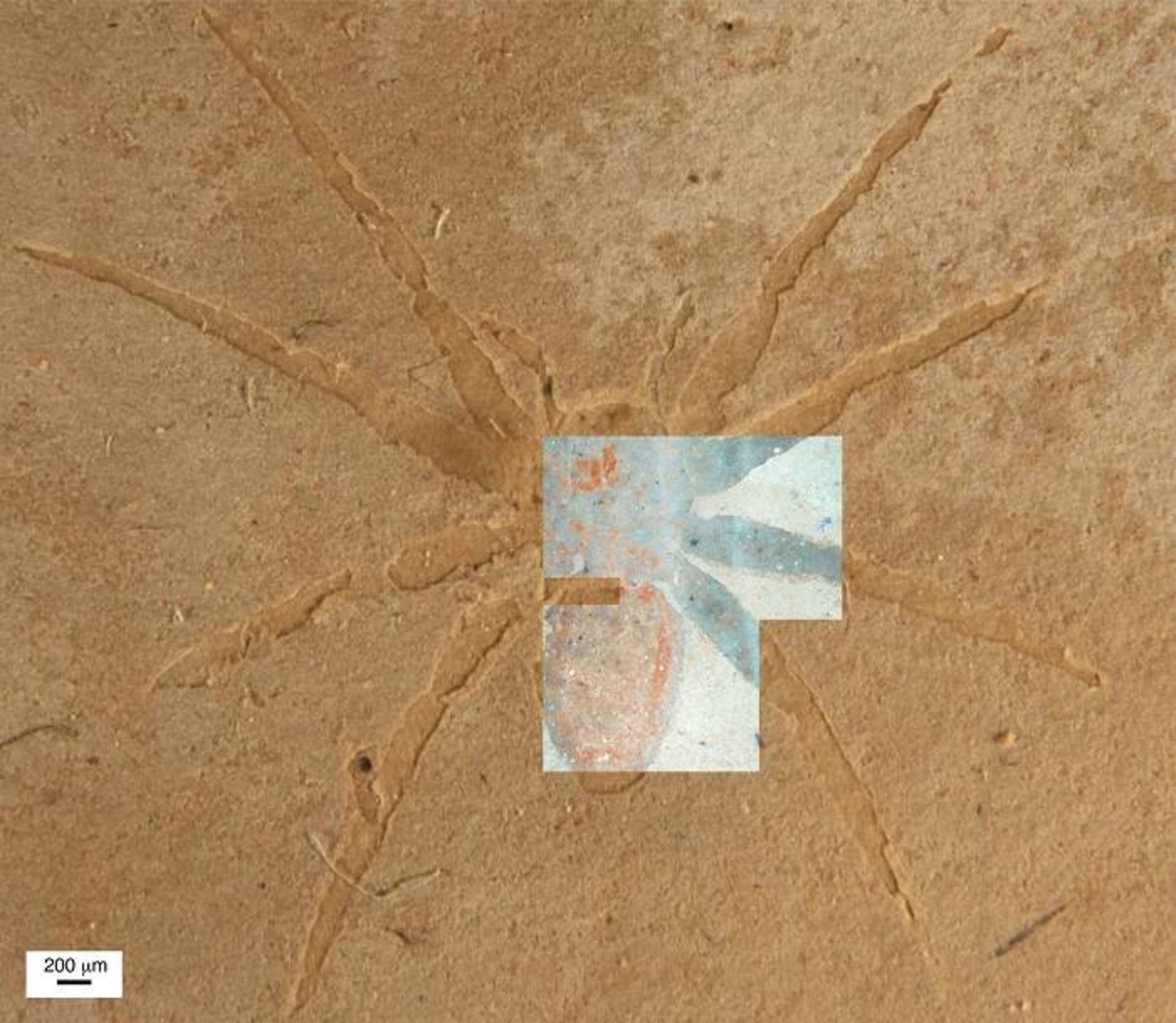 فسیل عنکبوت / Spider fossil