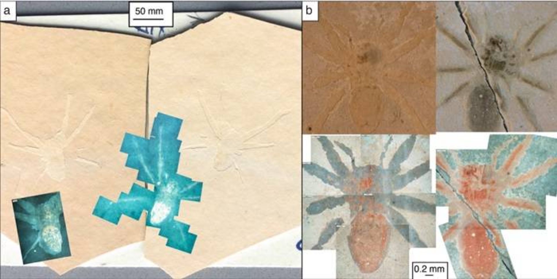 فسیل های عنکبوت / Fossils