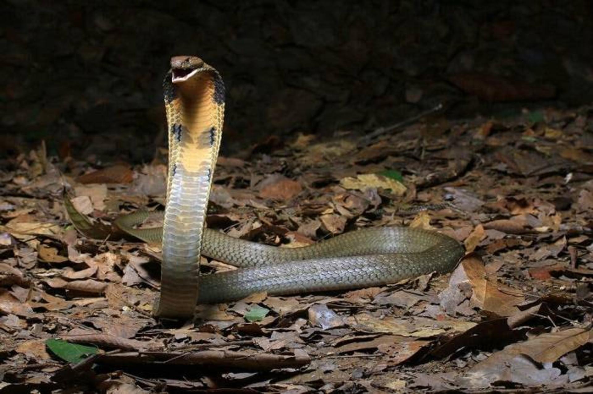 شاه کبرا / King cobra