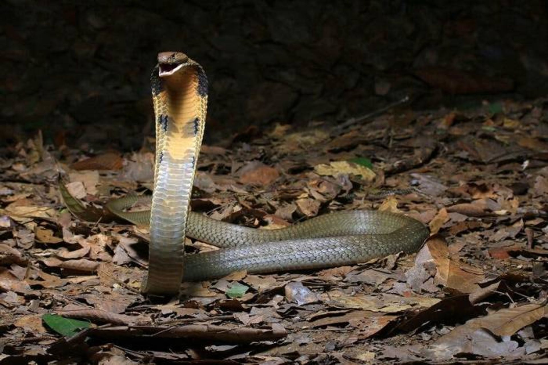 شاه کبرا / King cobra