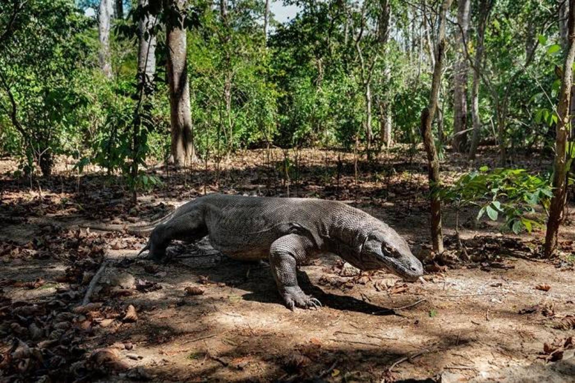 مارمولک اژدهای کومودو / Komodo dragon