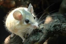 چگونه گونه‌ای از موش می‌تواند الهام‌بخش درمان‌های ترمیمی در انسان باشد؟