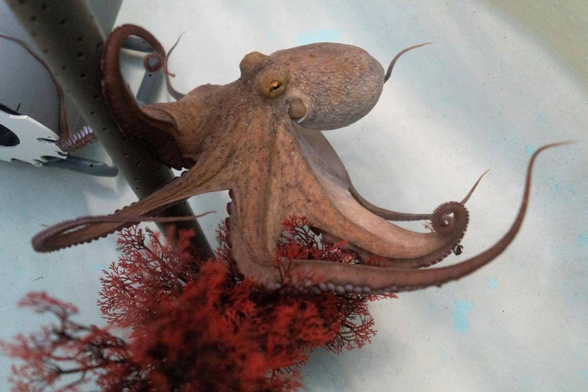 مزارع پرورش اختاپوس و نگرانی‌های بزرگ در زمینه رفاه حیوانات