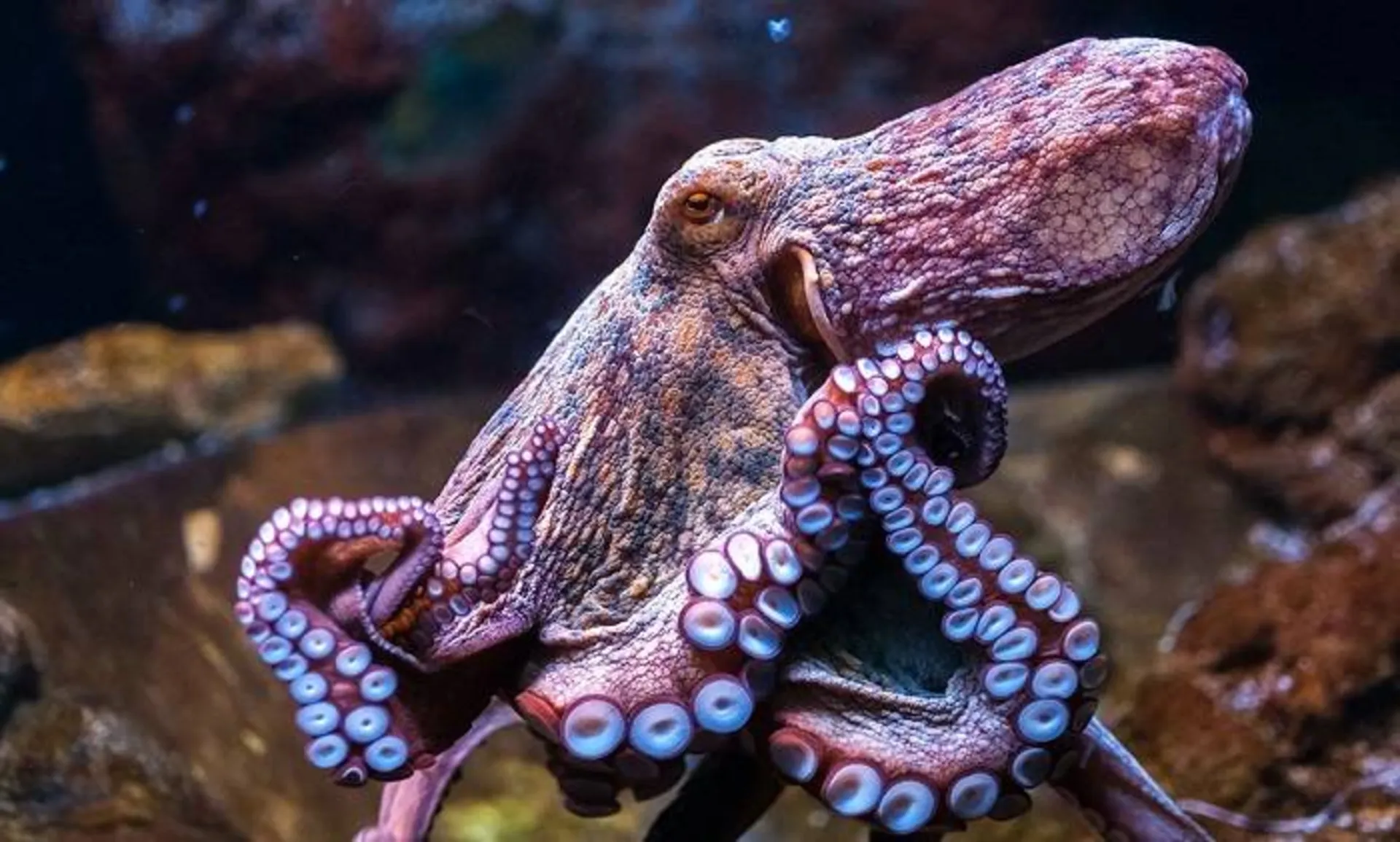 اختاپوس / Octopus