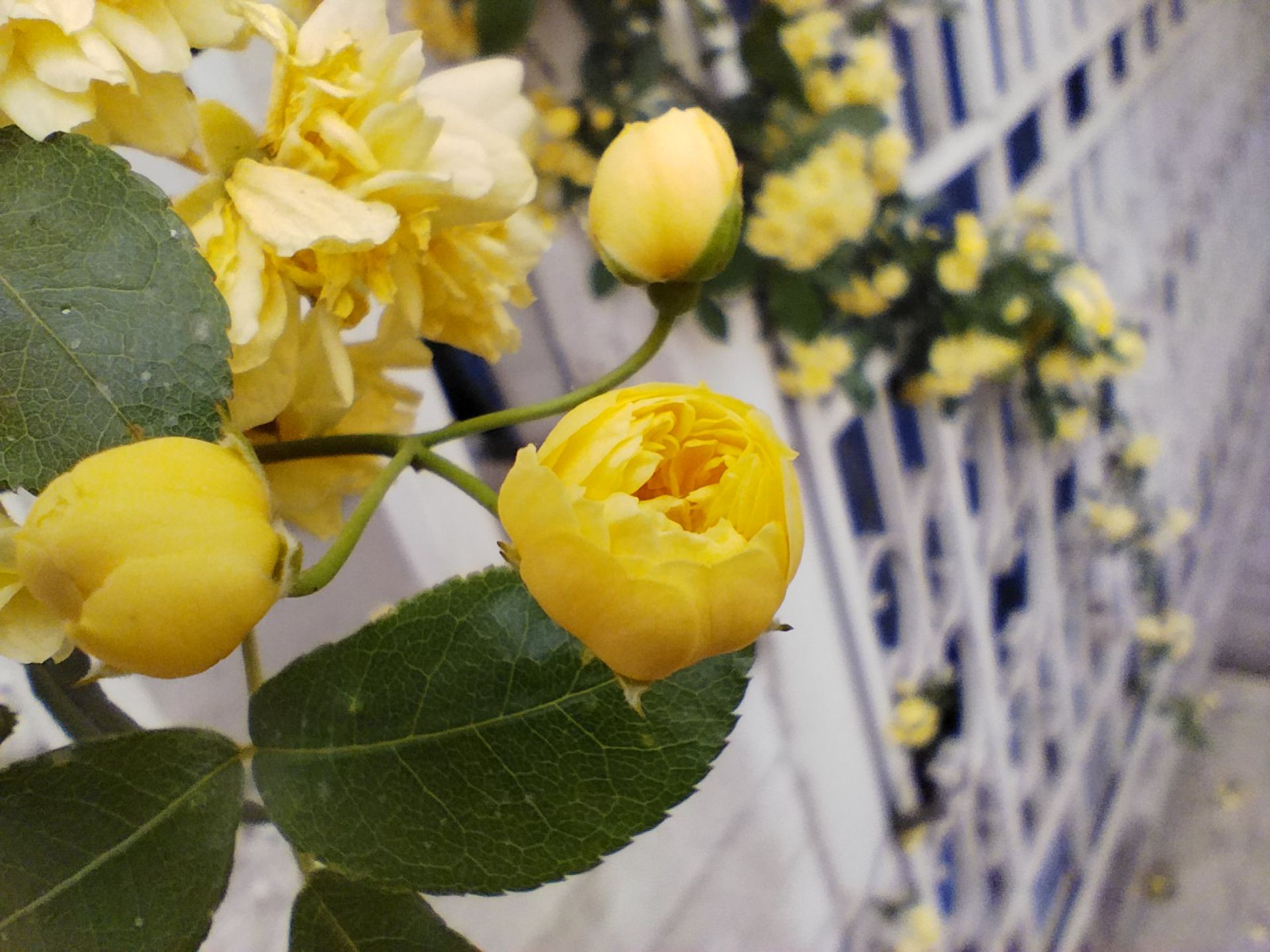 عکس ماکرو ردمی نوت ۱۱ پرو