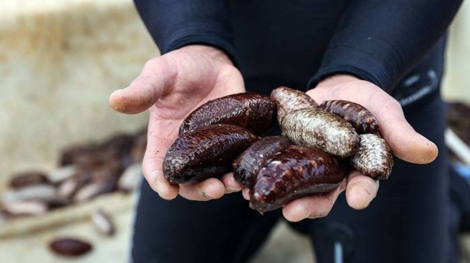 خیار دریایی / sea cucumber