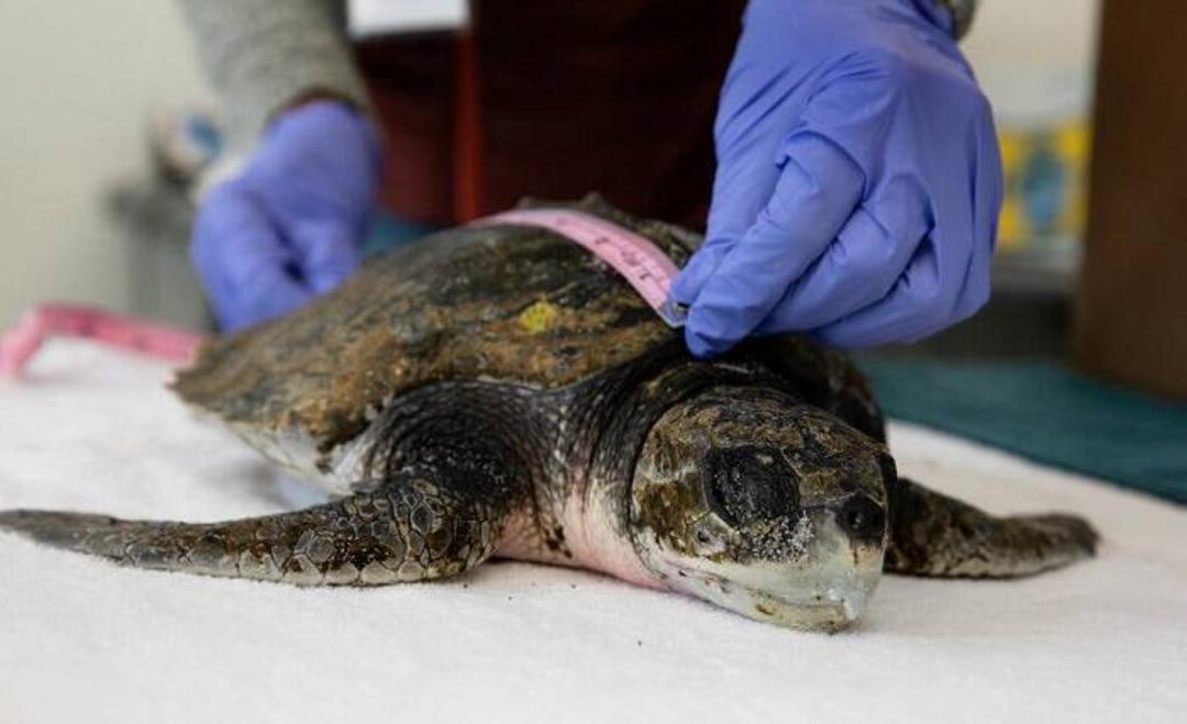 لاک پشت ریدلی کمپ / Sea turtle 