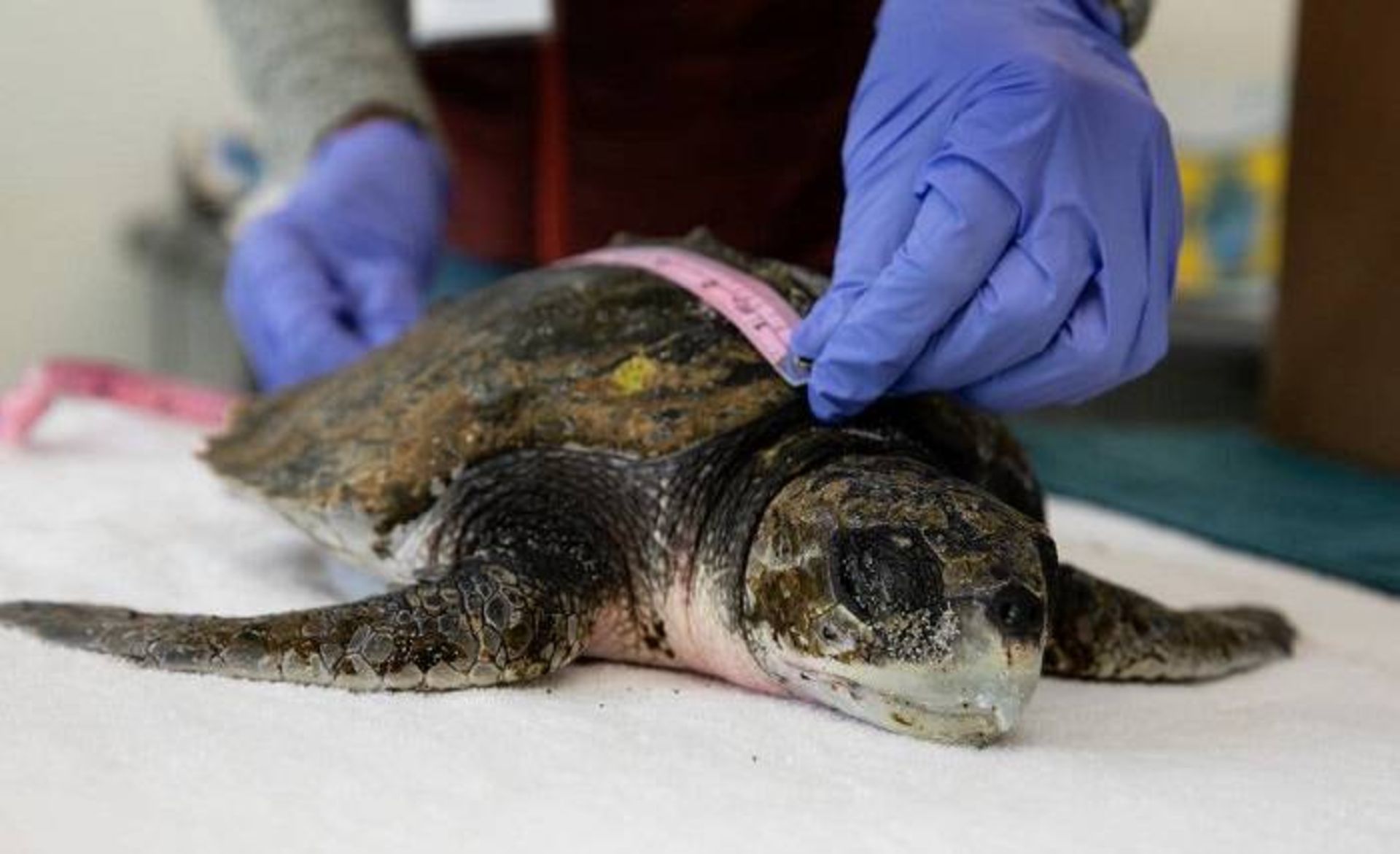 لاک پشت ریدلی کمپ / Sea turtle 