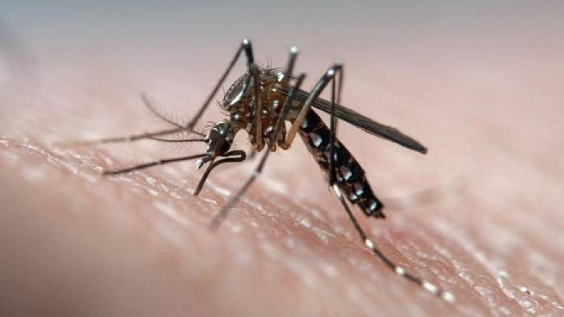 پشه آئدس ایجیپتی / Aedes aegypti