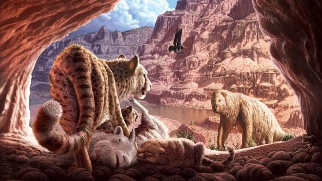 یوزپلنگ آمریکایی / American cheetahs 