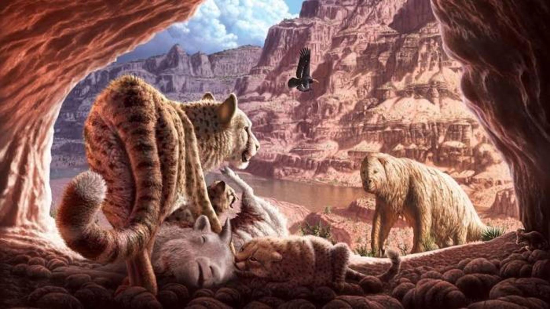 یوزپلنگ آمریکایی / American cheetahs 