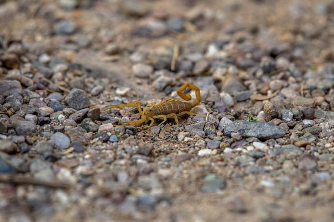 عقرب پوسته‌نشین آریزونا / Arizona bark scorpion