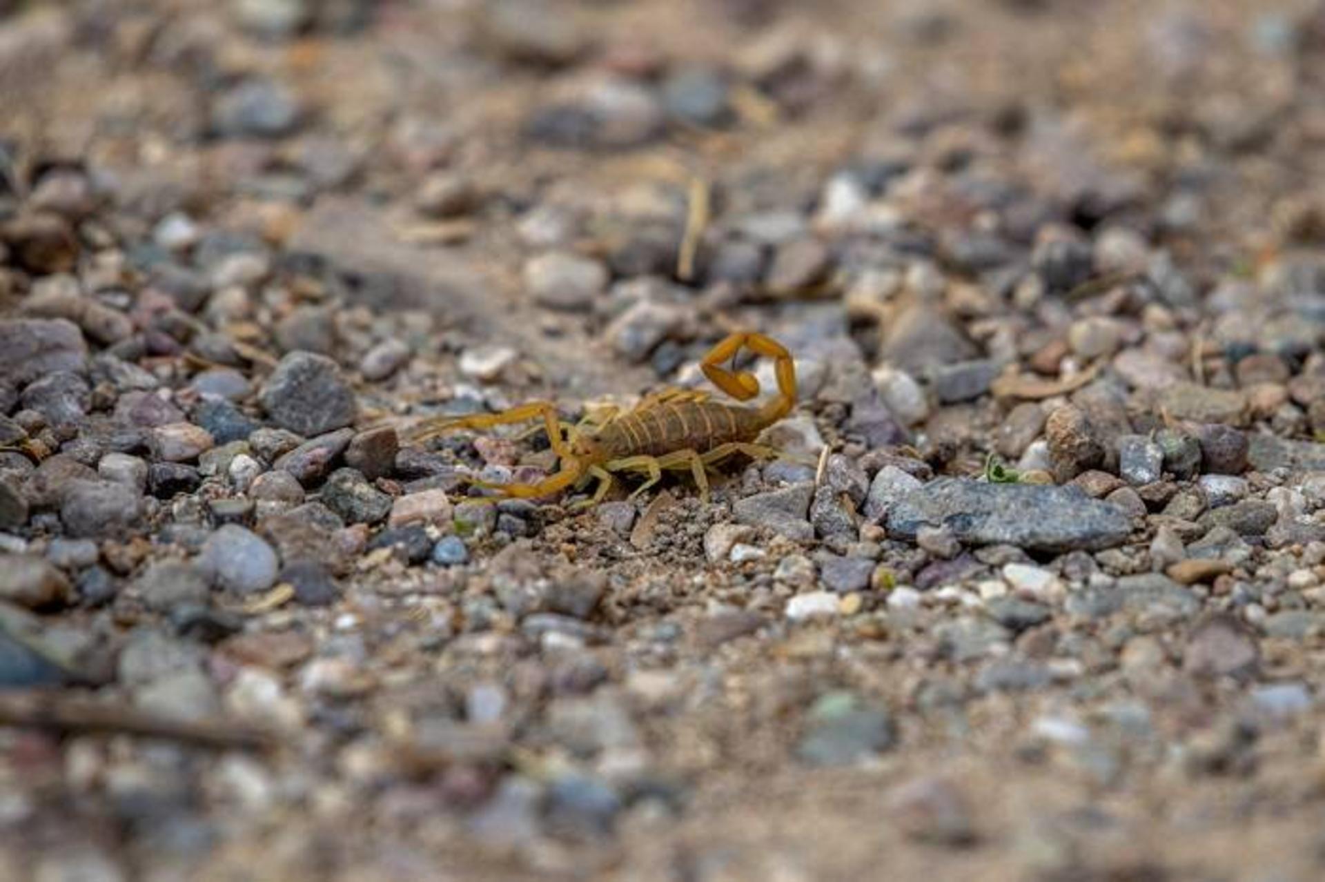 عقرب پوسته‌نشین آریزونا / Arizona bark scorpion