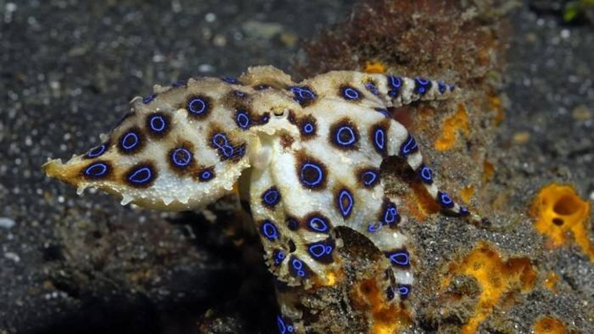 اختاپوس حلقه آبی / blue ringed octopus 