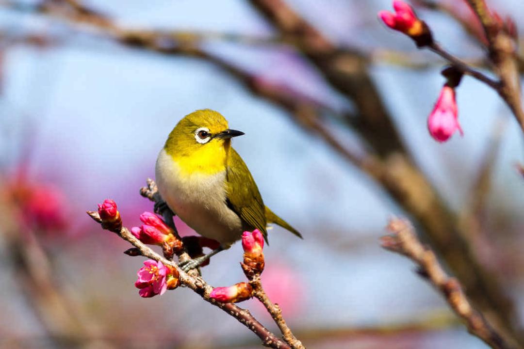 سرنوشت جمعیت‌های مختلف پرندگان 