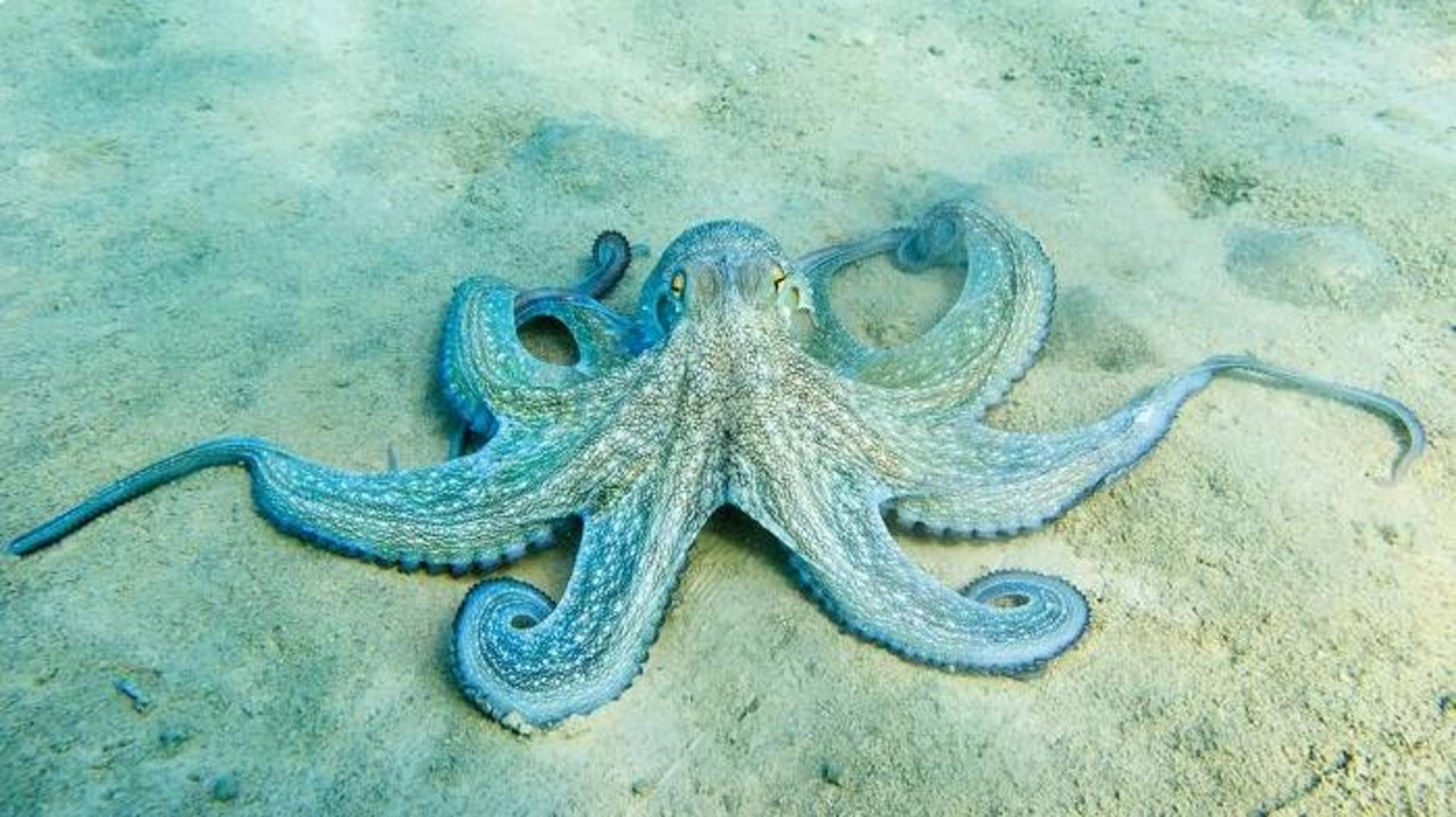 استتار در اختاپوس ها / octopus