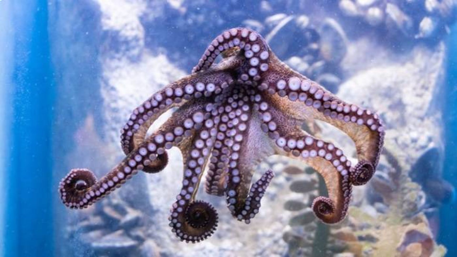 اختاپوس / octopus