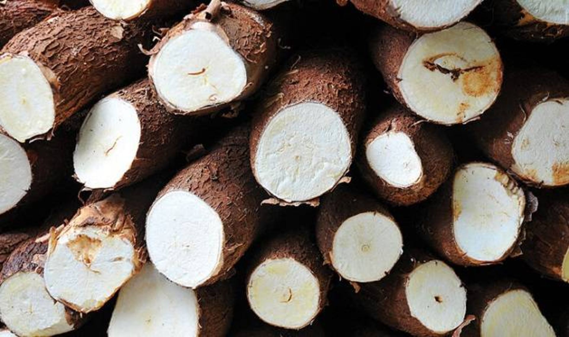 کاساو / cassava