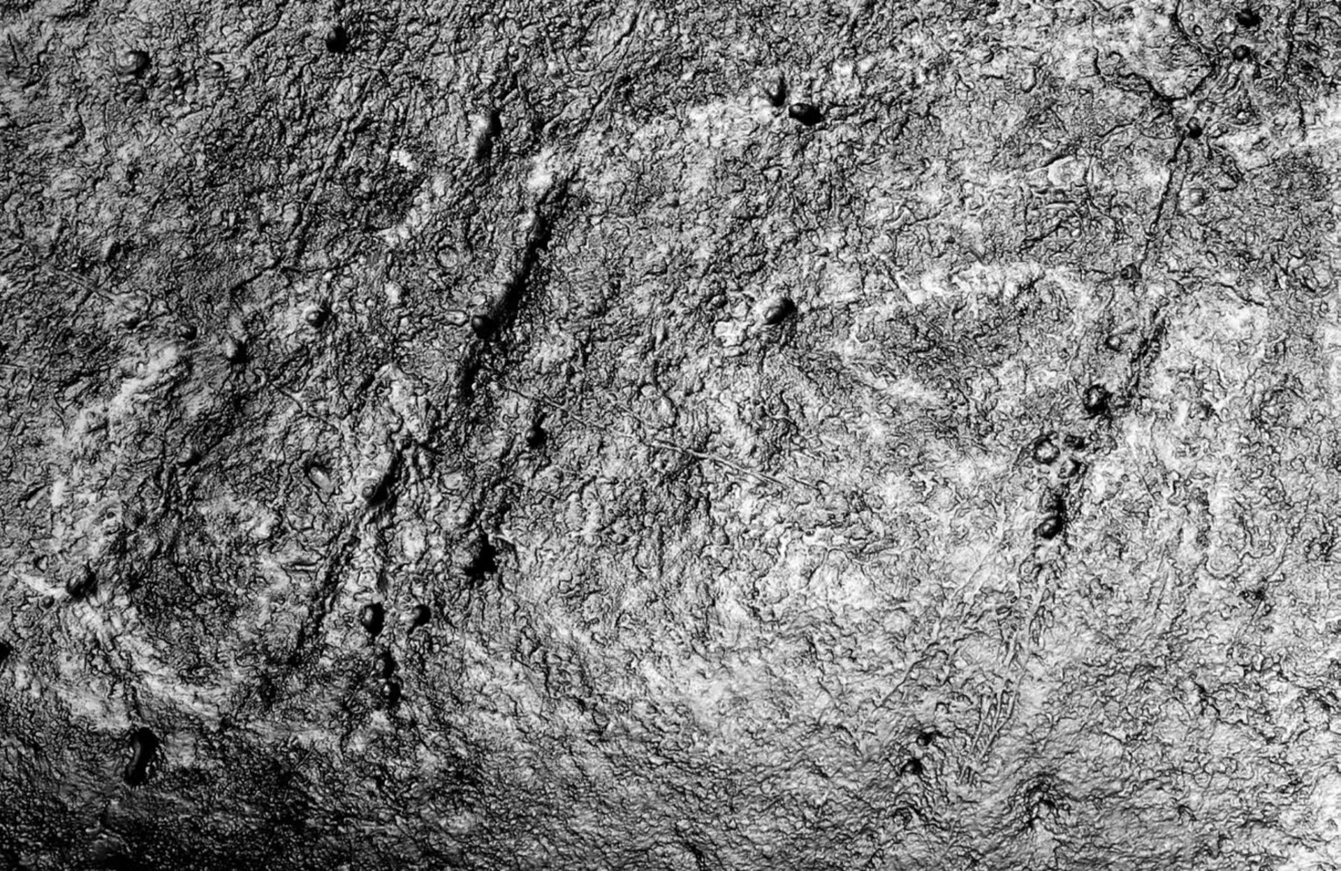 تصویر RTI از سر گاومیش کوهان دار بیسون